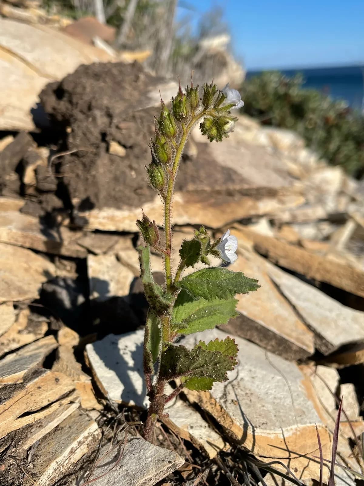 Phacelia viscida