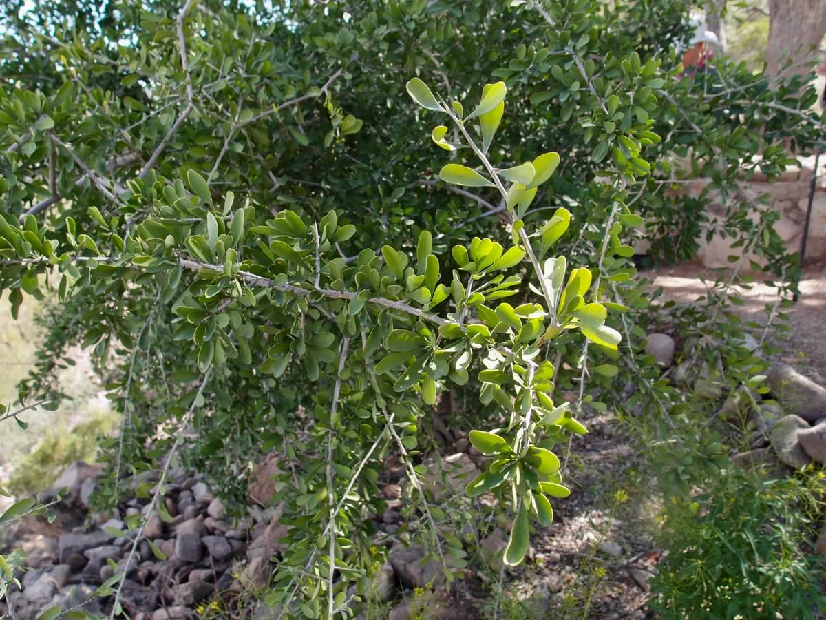 Snake-eyes (Phaulothamnus spinescens)