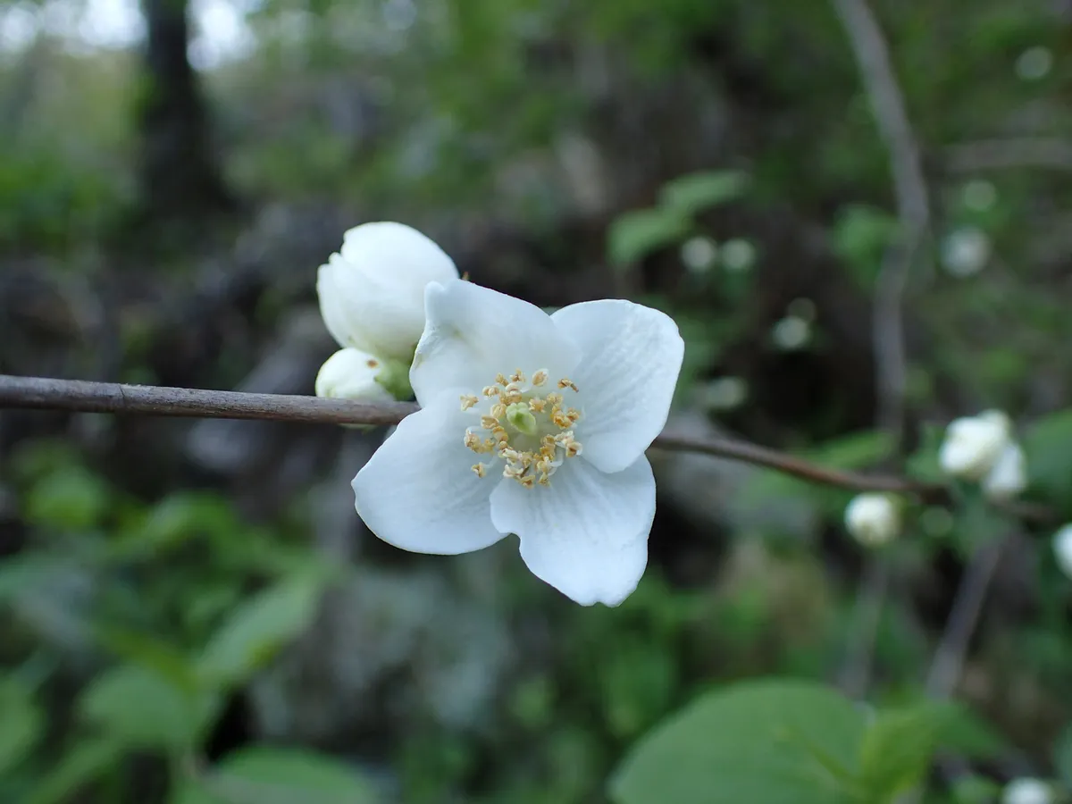 Streambank Mock Orange (Philadelphus hirsutus)