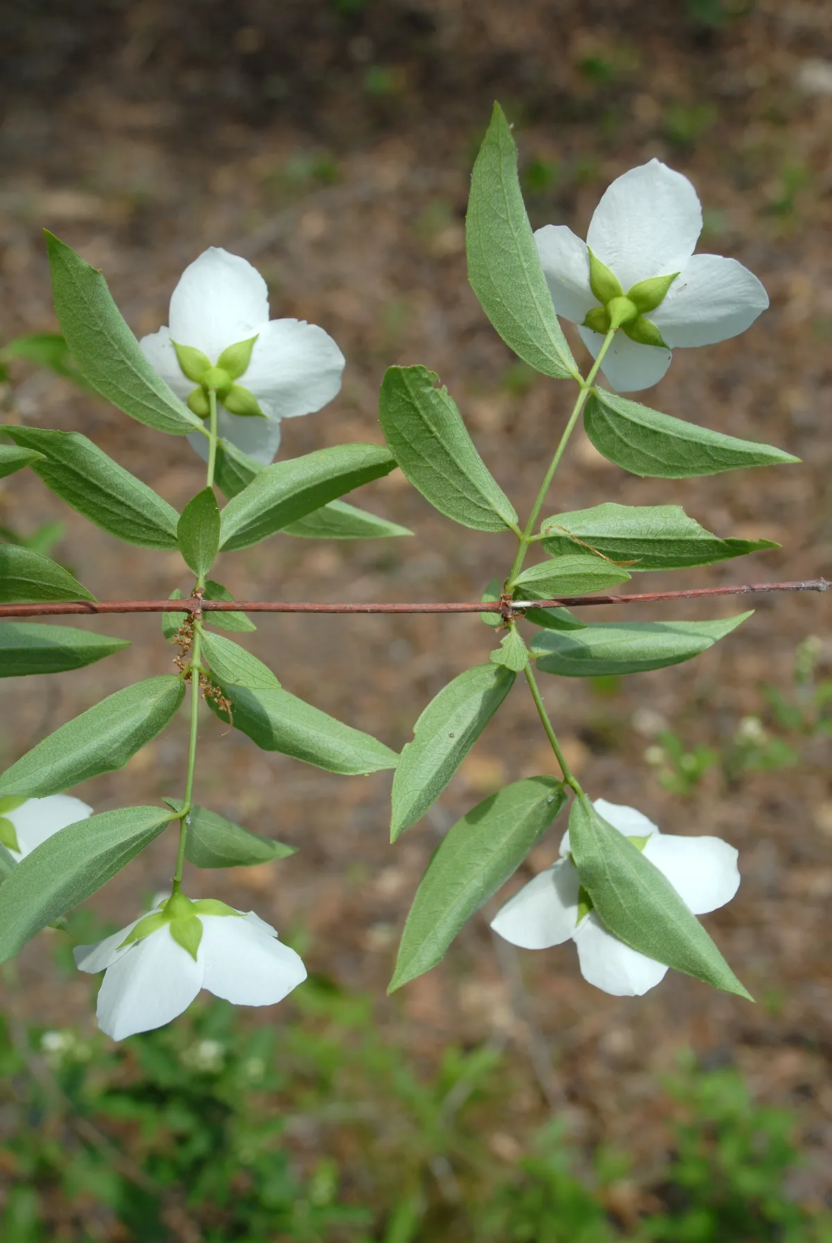 Scentless Mock Orange (Philadelphus inodorus)