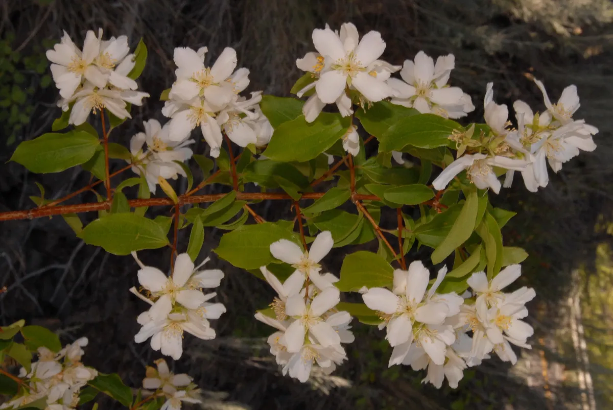 Lewis's mock orange (Philadelphus lewisii)