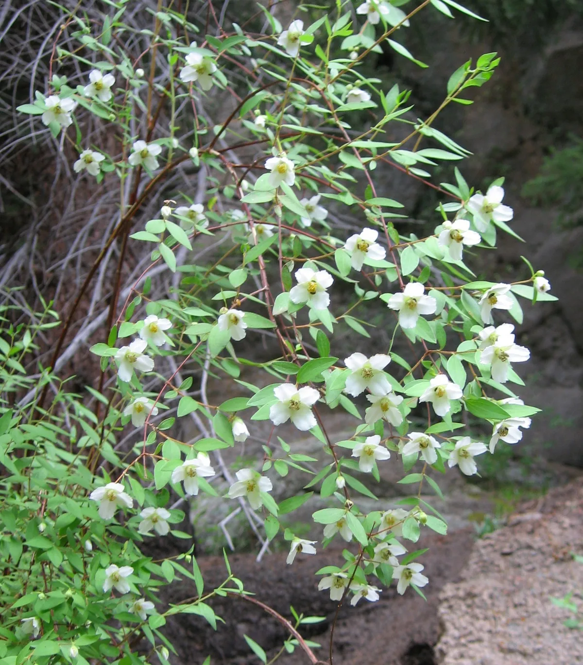 Desert mock orange (Philadelphus microphyllus)