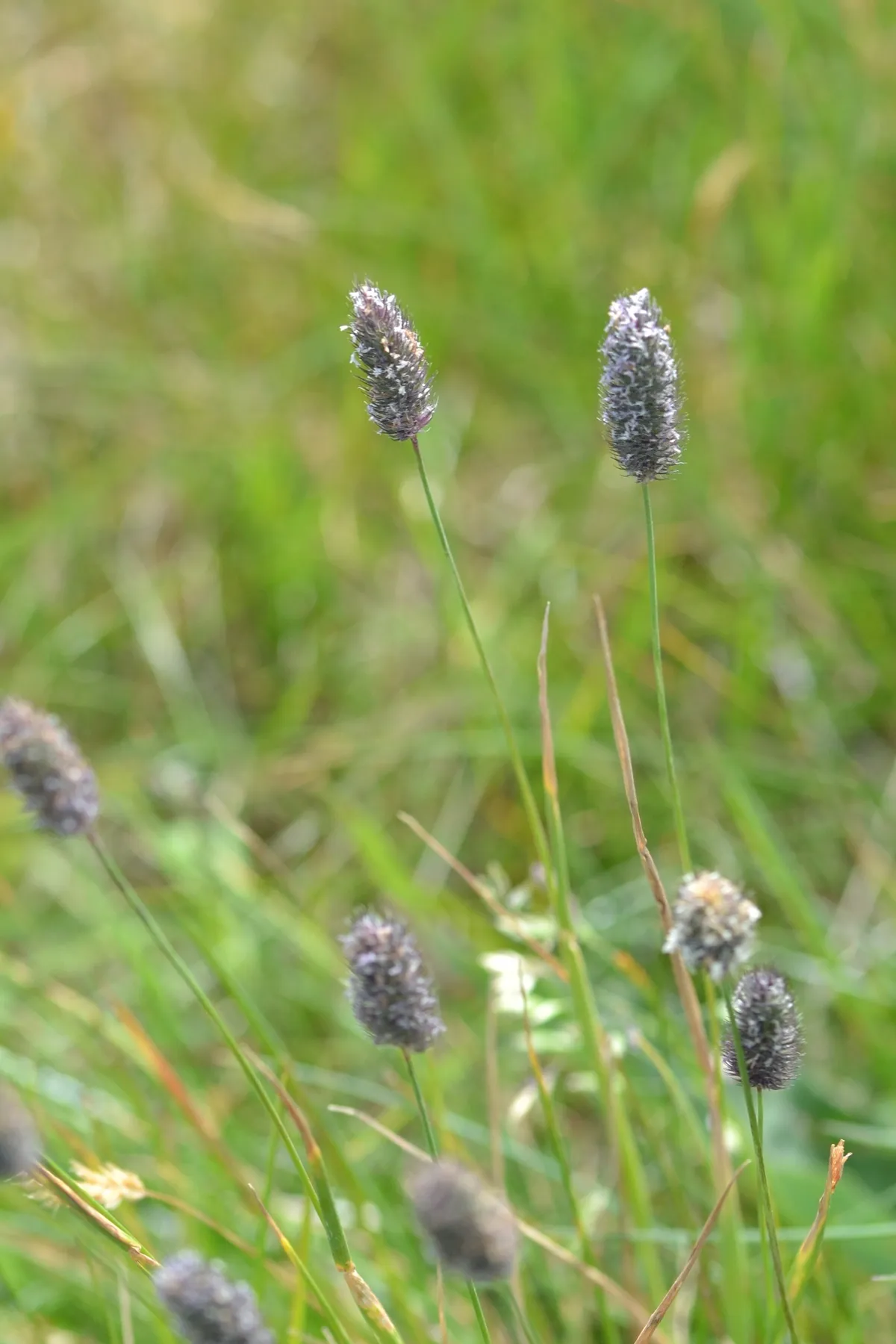 Alpine Timothy (Phleum alpinum)