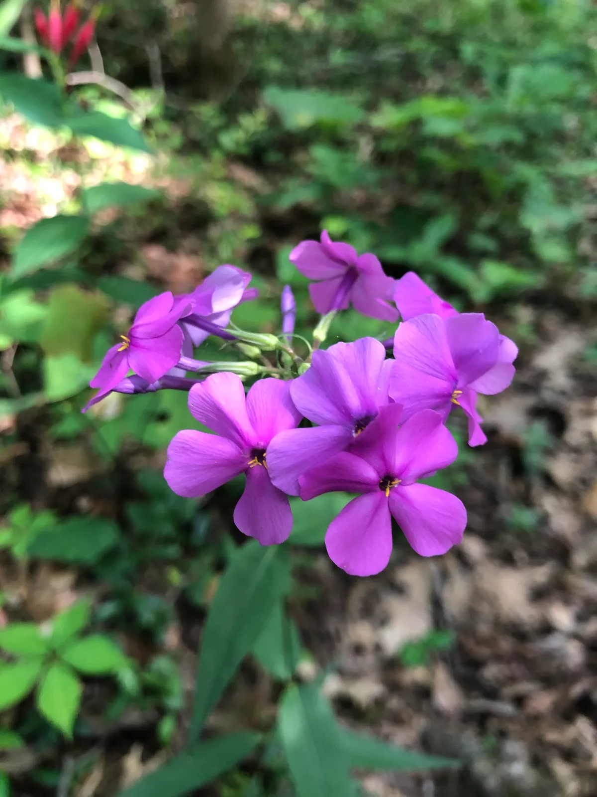 Thick-leaf Phlox (Phlox carolina)