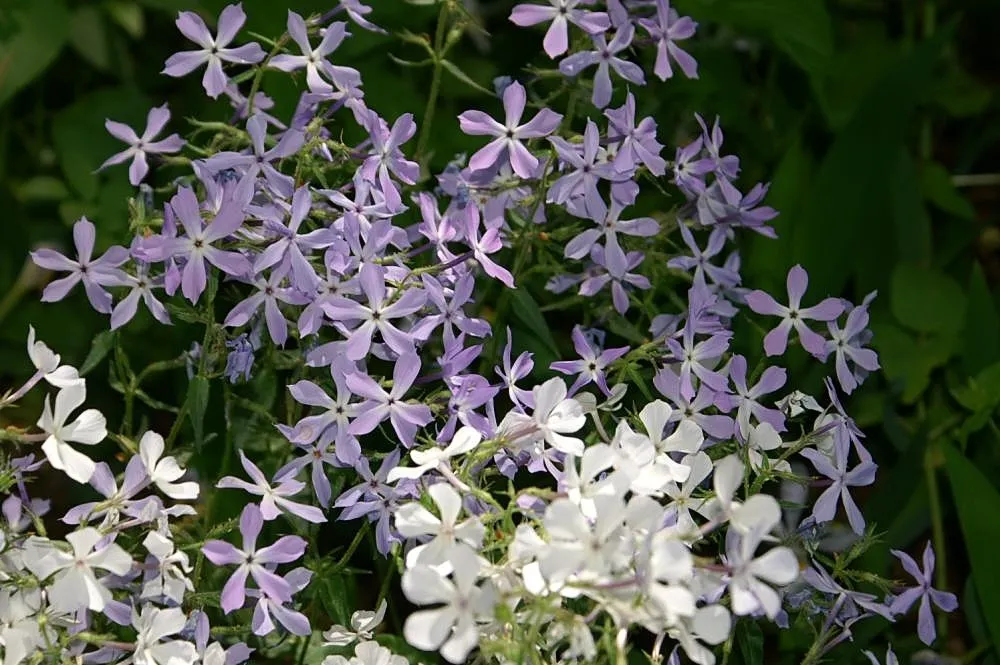 Blue Woodland Phlox (Phlox divaricata)