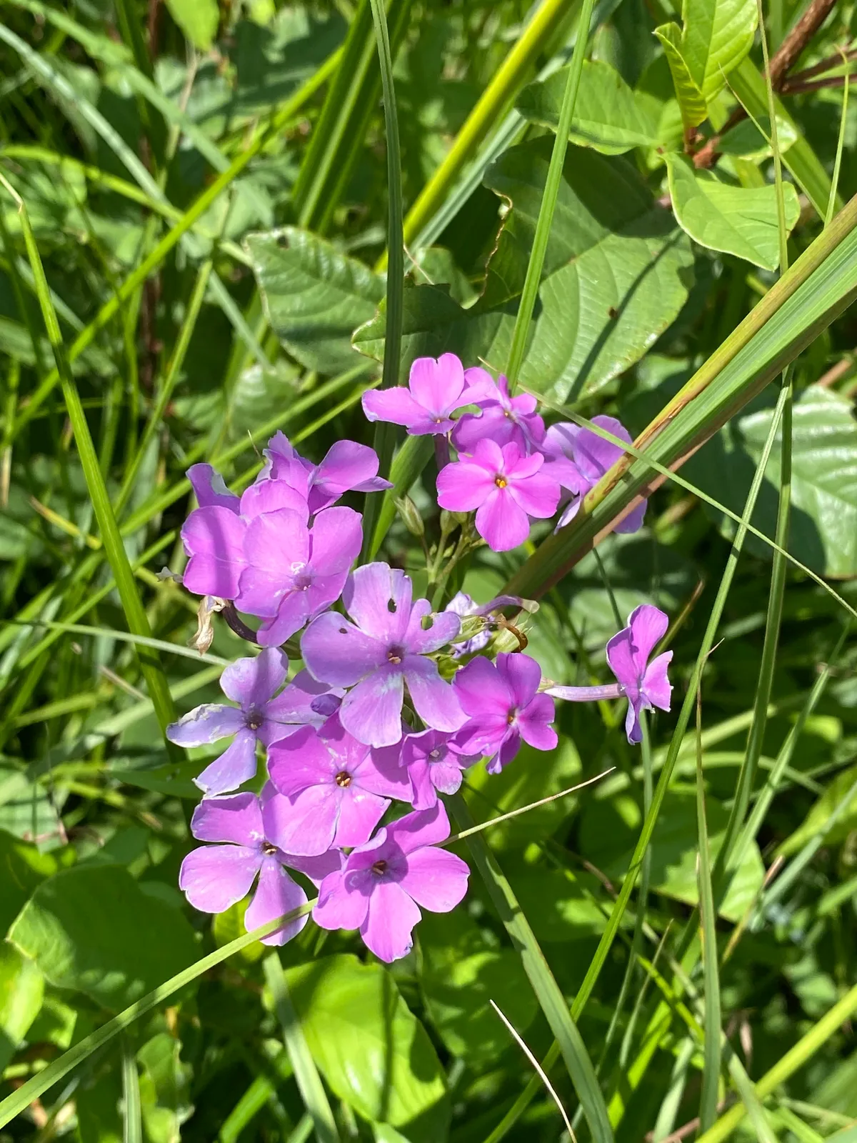 Smooth phlox (Phlox glaberrima)