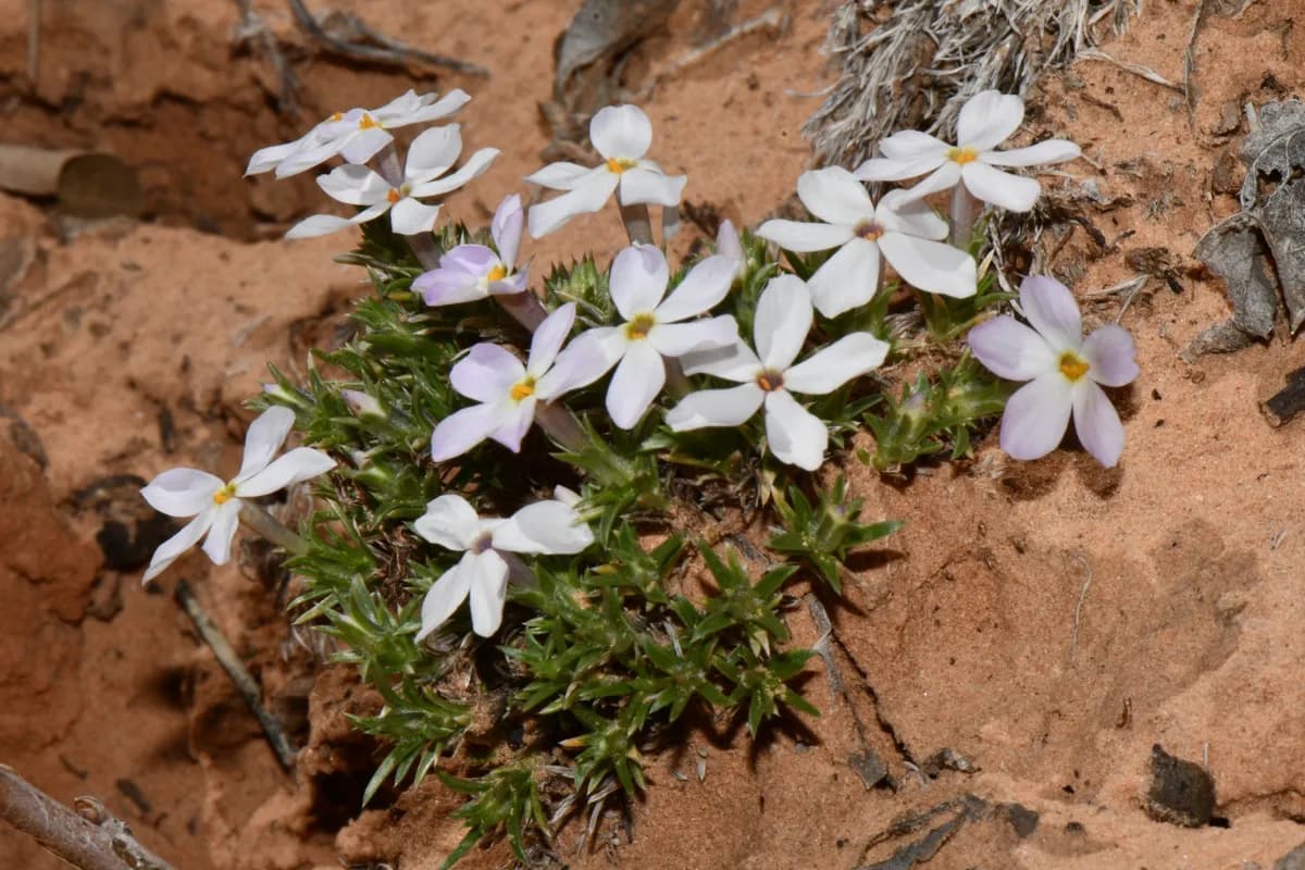 Moss Phlox (Phlox hoodii)