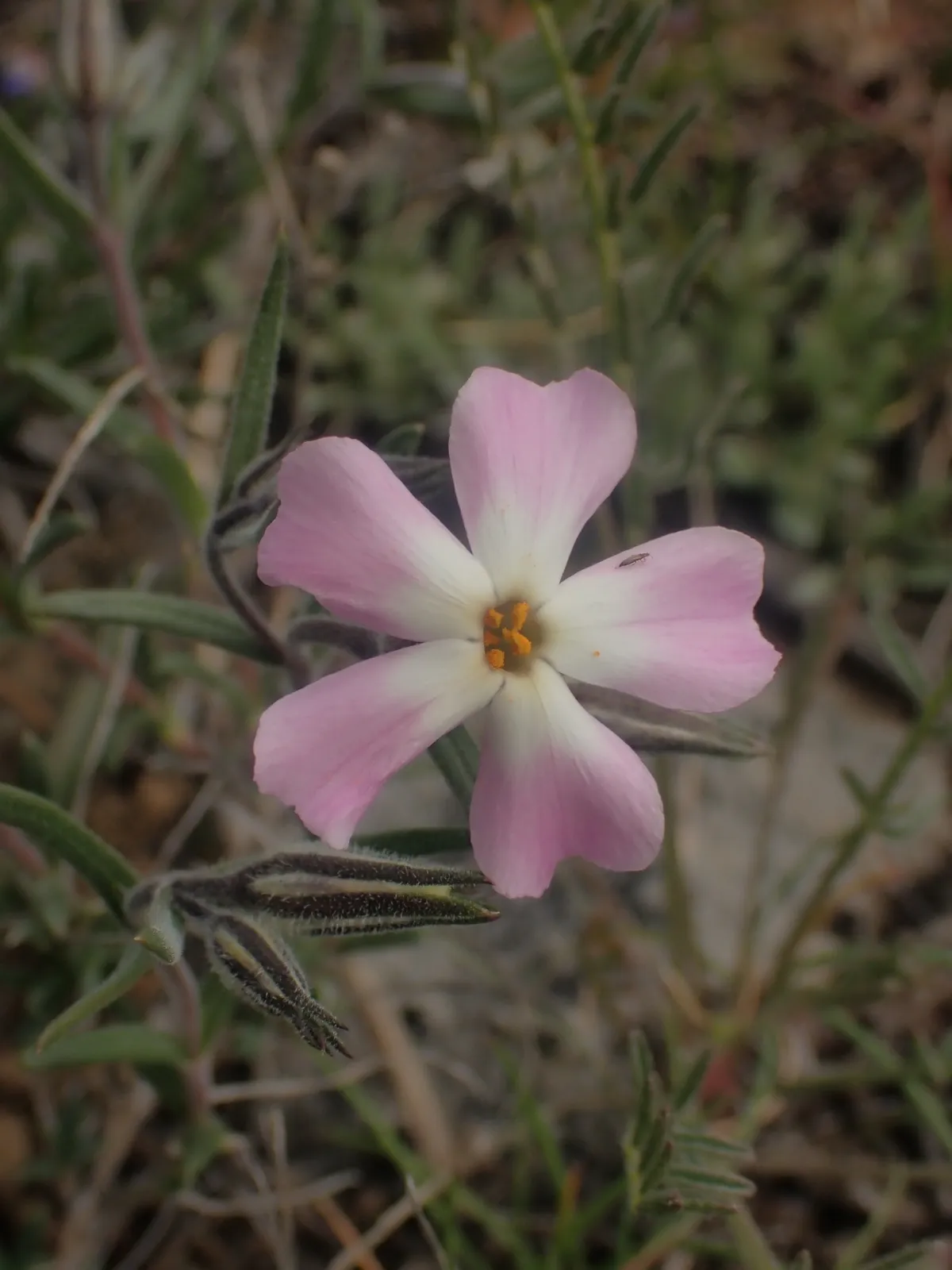 Longleaf Phlox (Phlox longifolia)