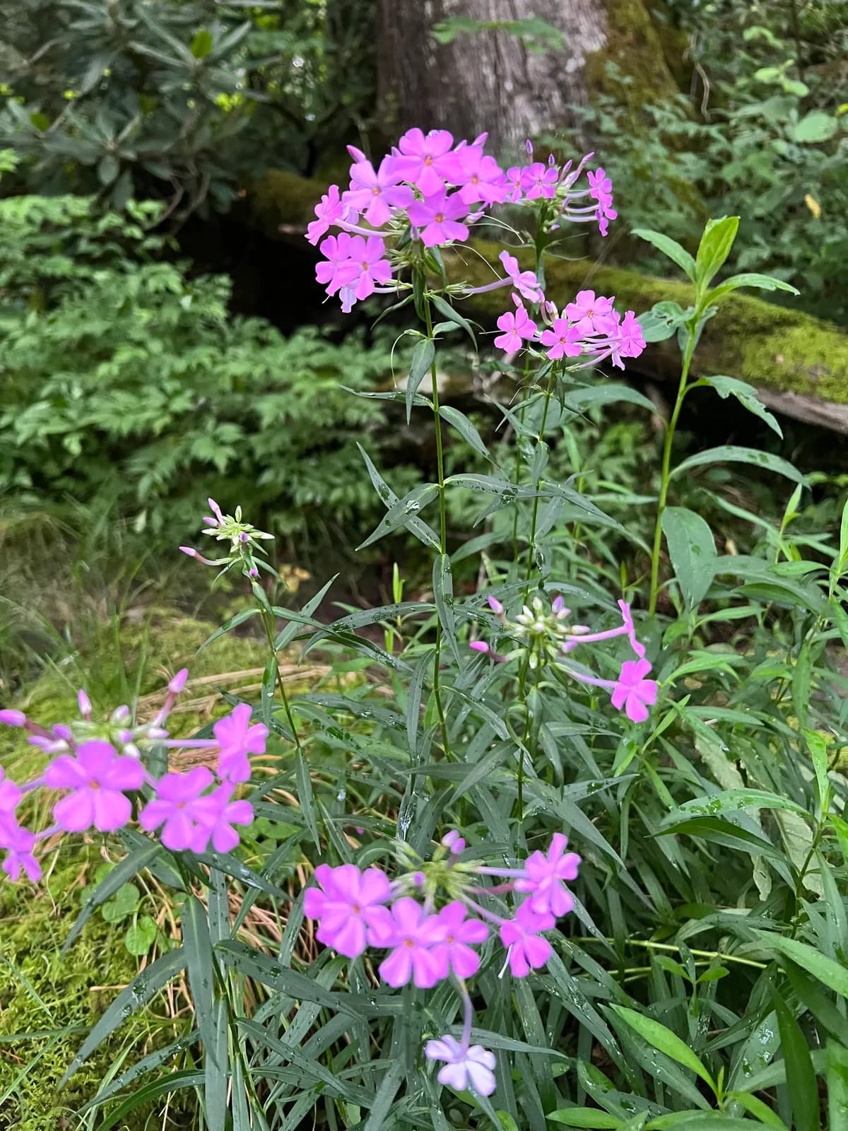 Meadow phlox (Phlox maculata)