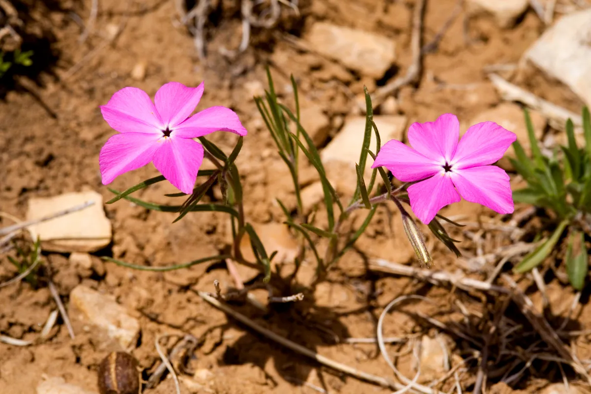 Santa Fe Phlox (Phlox nana)