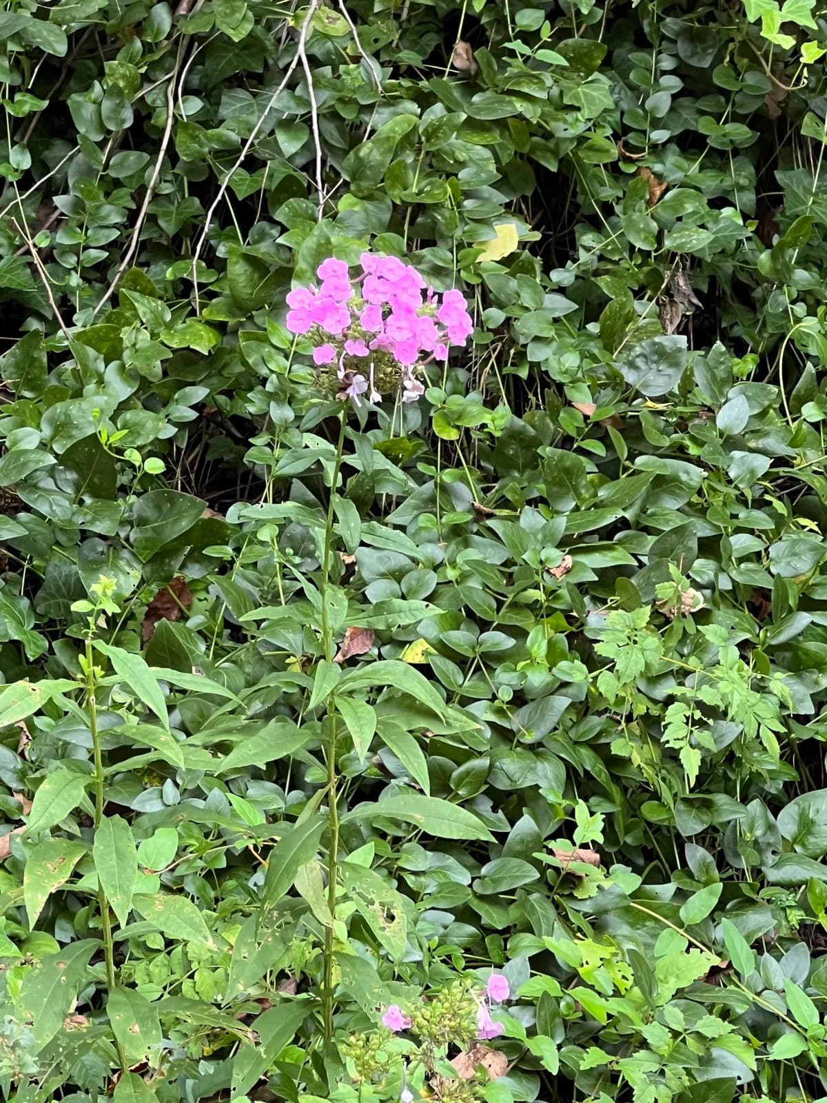 Garden Phlox (Phlox paniculata)