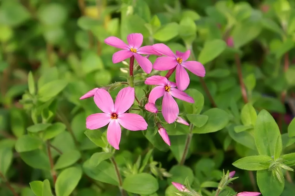 Creeping Phlox (Phlox stolonifera)