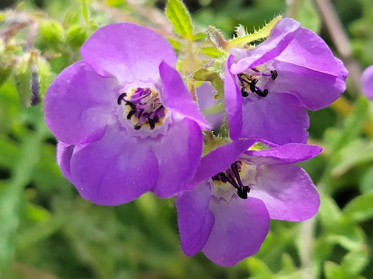 Blue fiestaflower (Pholistoma auritum)