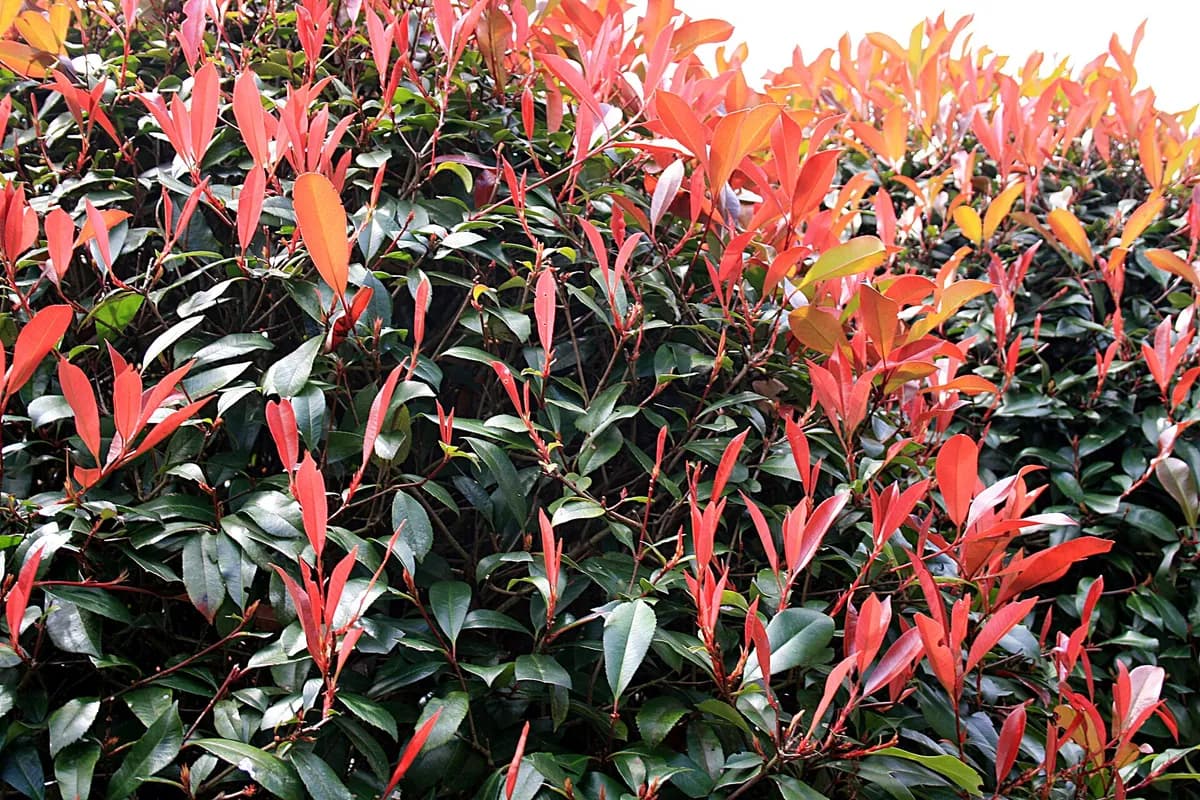 Red Tip Photinia (Photinia x fraseri)