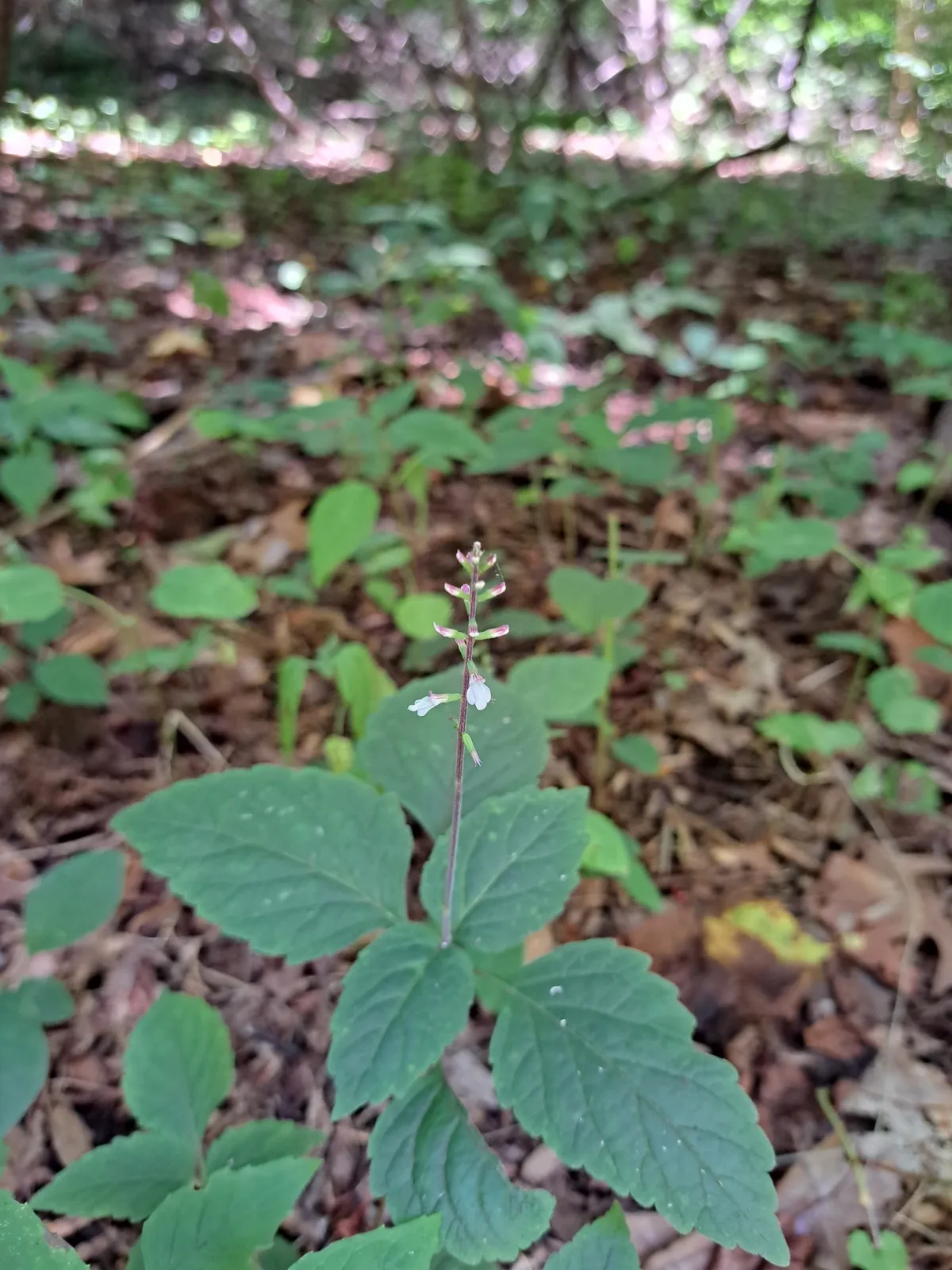 Lopseed (Phryma leptostachya)