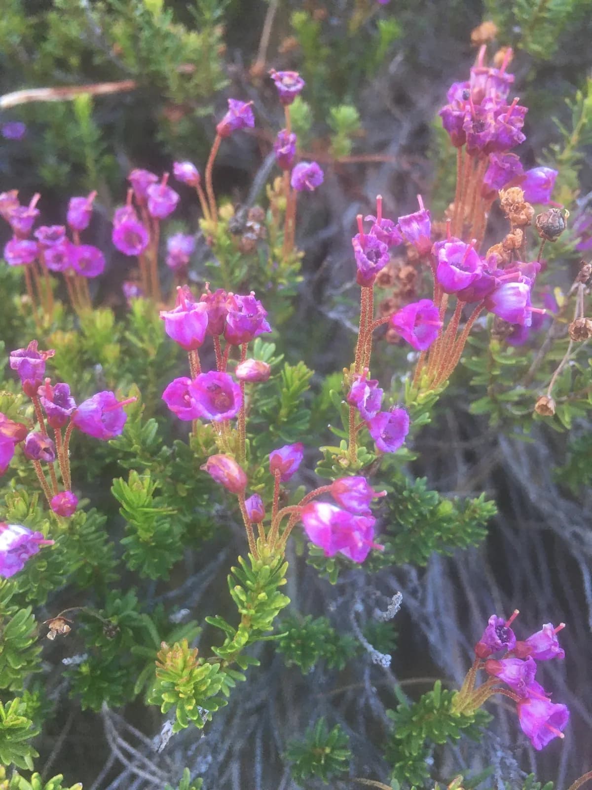 Pink mountainheath (Phyllodoce empetriformis)