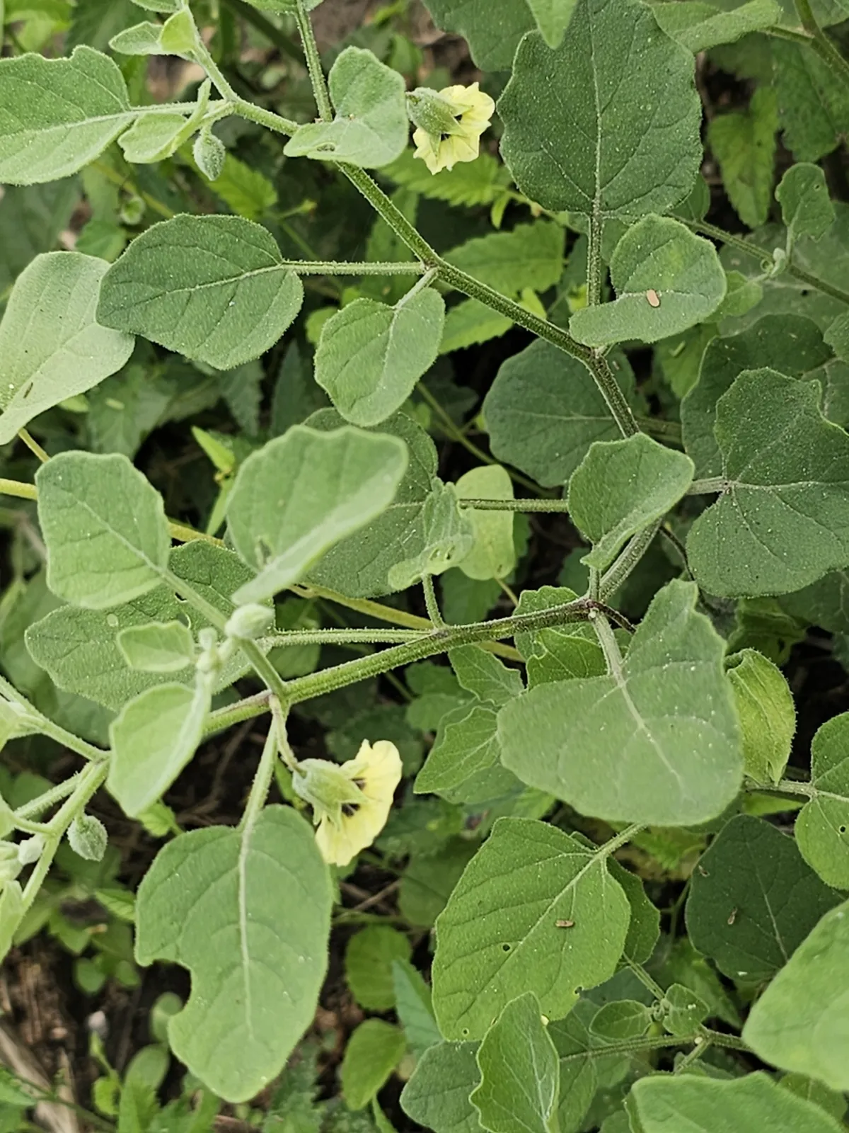 Smallflower Groundcherry (Physalis cinerascens)