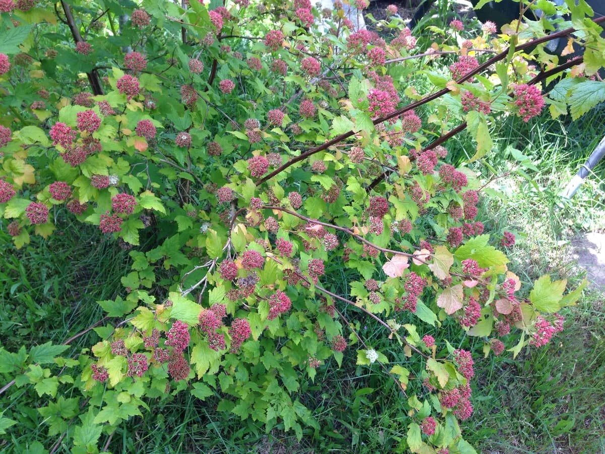 Pacific ninebark (Physocarpus capitatus)
