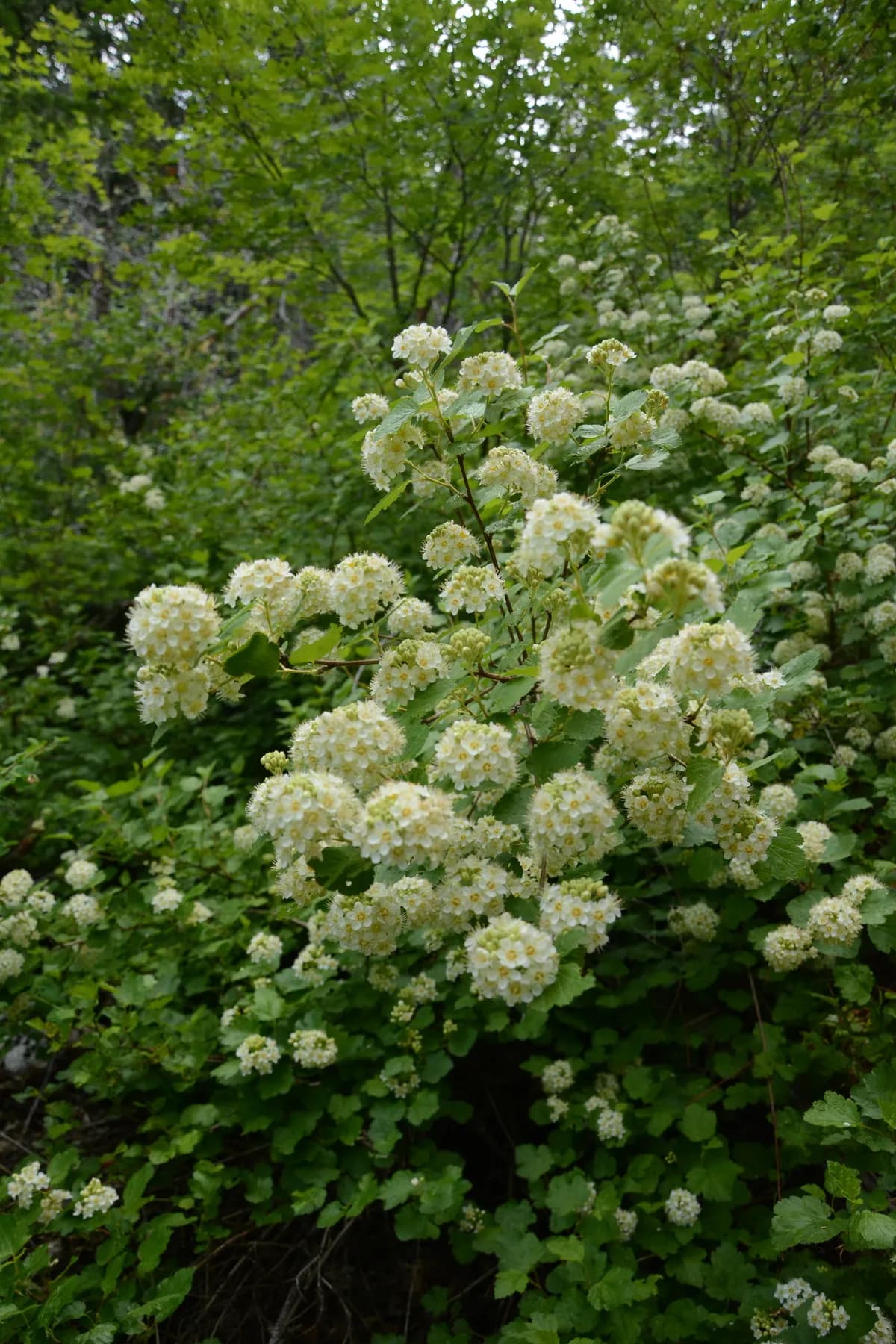 Mallow Ninebark (Physocarpus malvaceus)