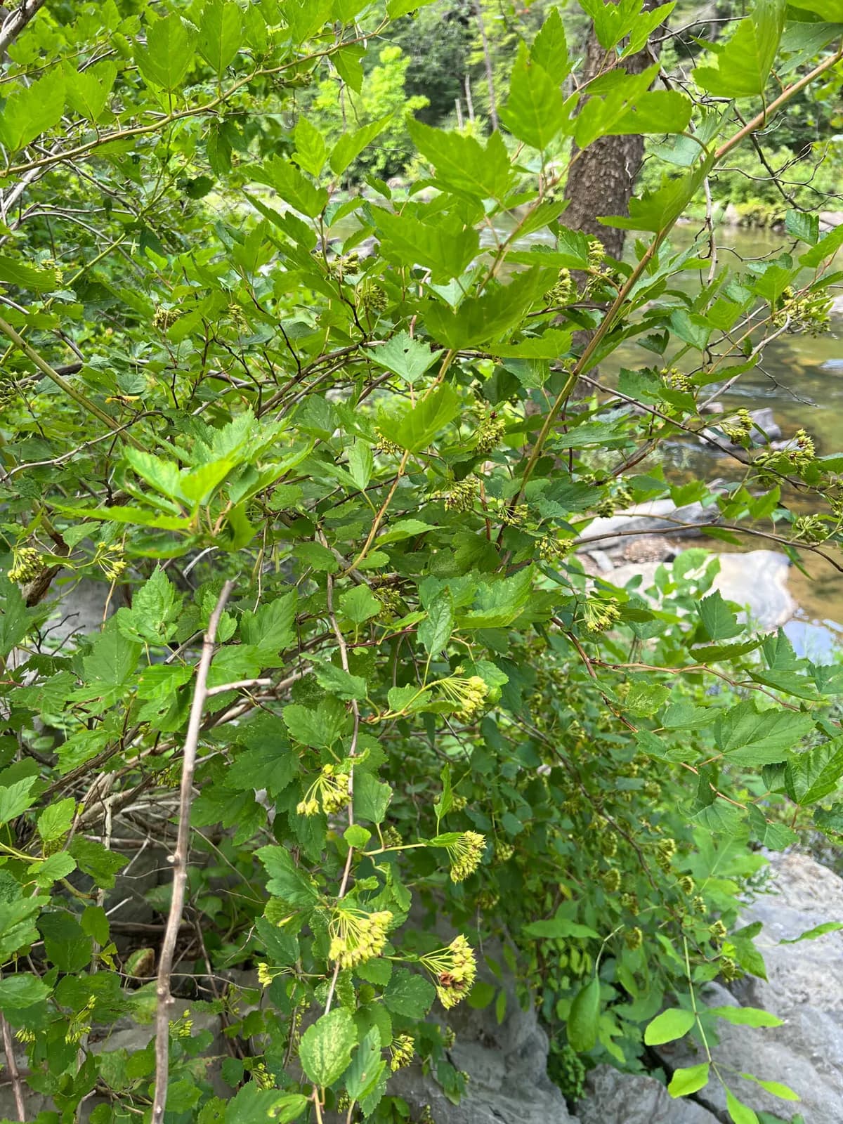 Ninebark (Physocarpus opulifolius)