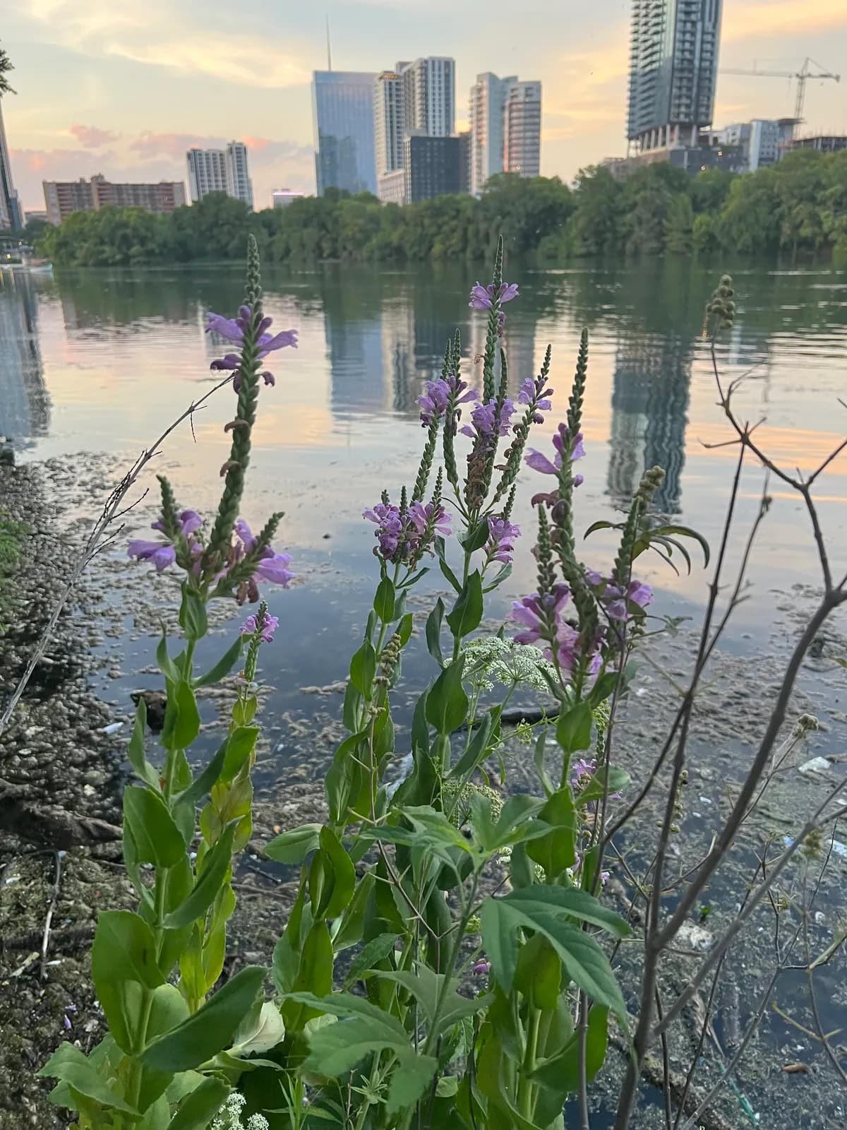 Correll's false dragonhead (Physostegia correllii)