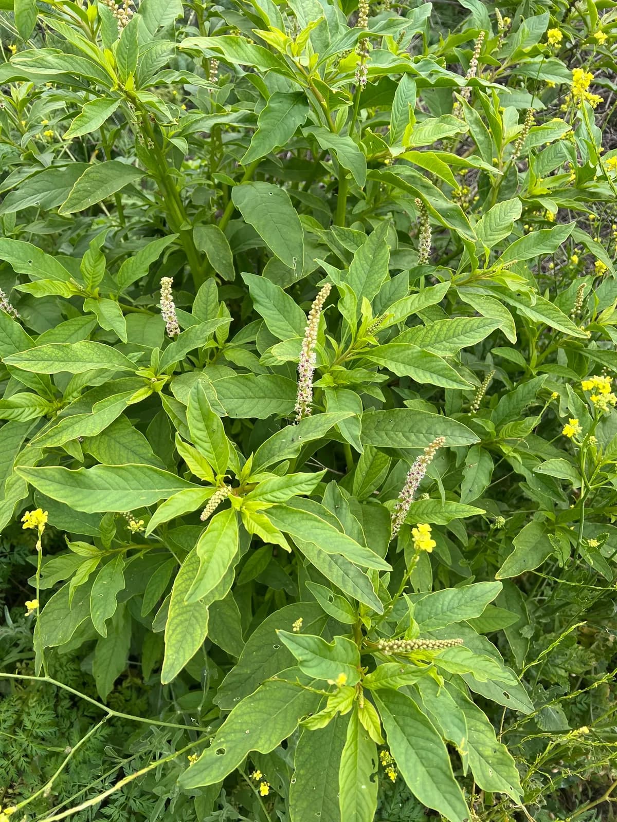 Red Inkplant (Phytolacca icosandra)