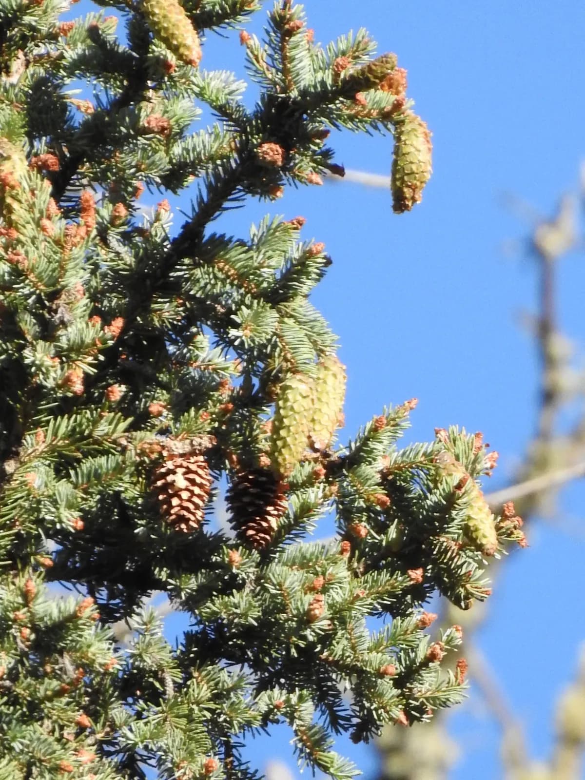 Mountain Spruce (Picea engelmannii)
