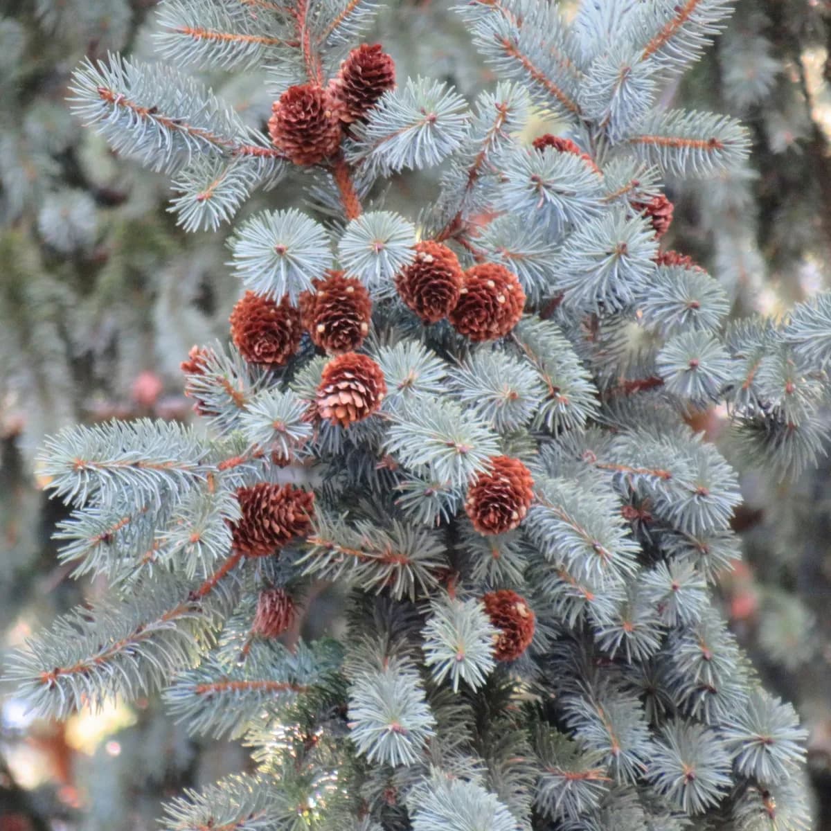 Mountain Spruce (Picea engelmannii)