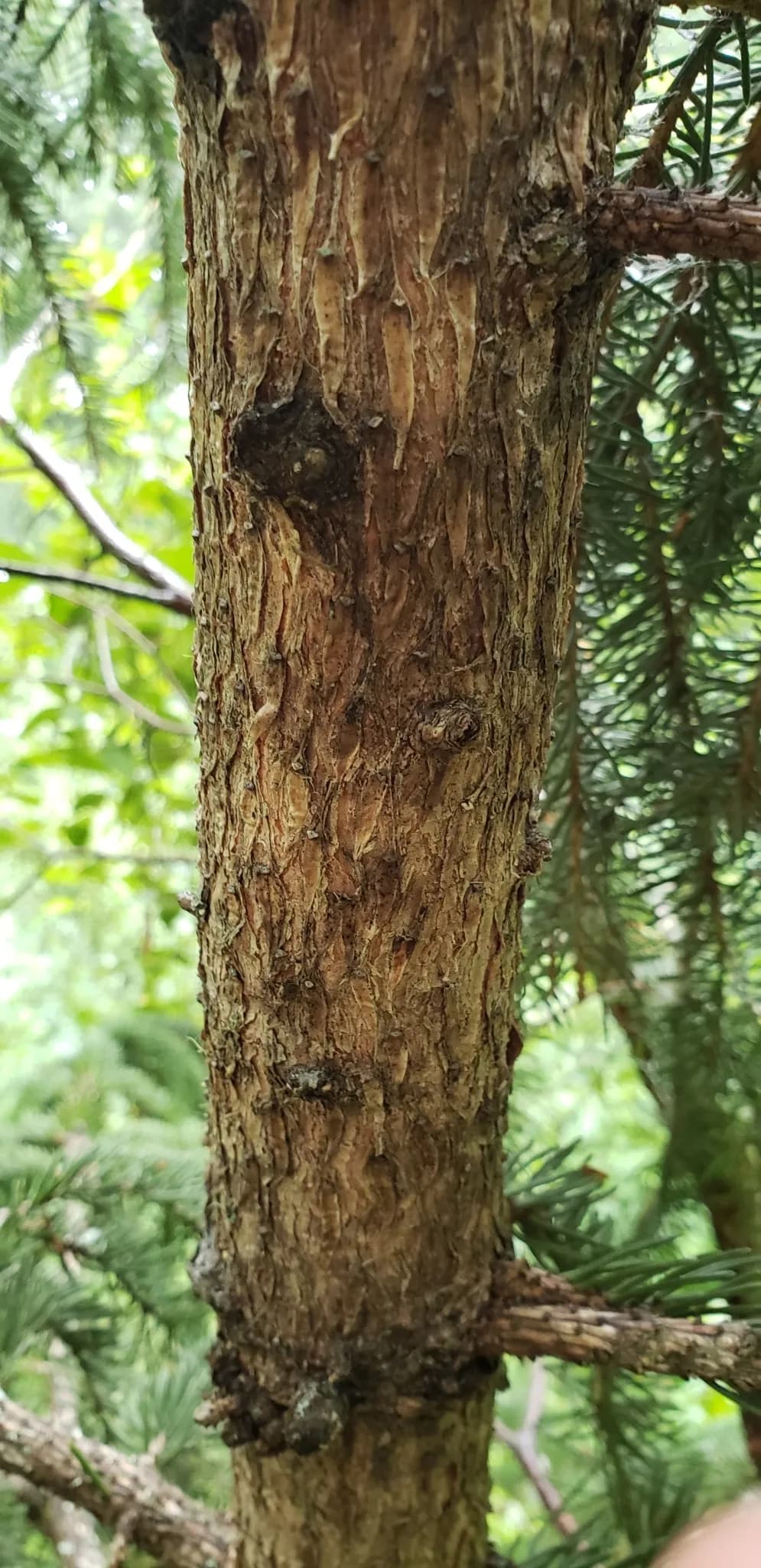 Western White Spruce (Picea glauca)