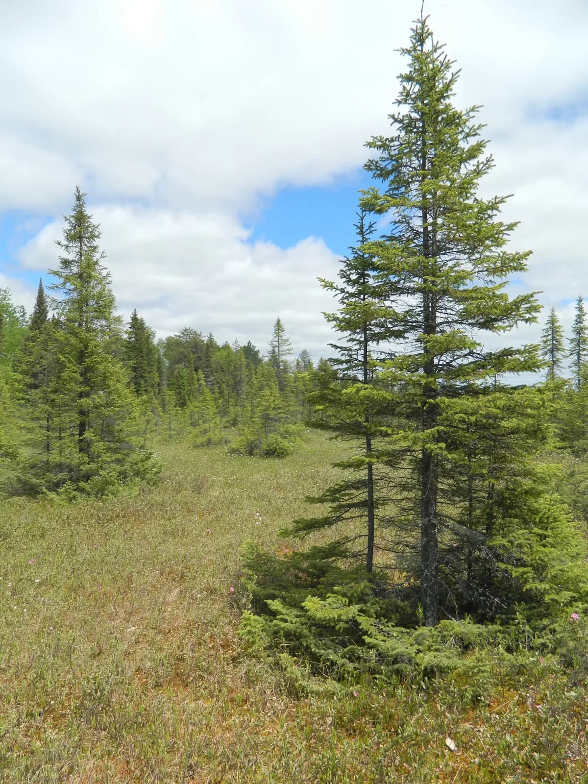 Black spruce (Picea mariana)