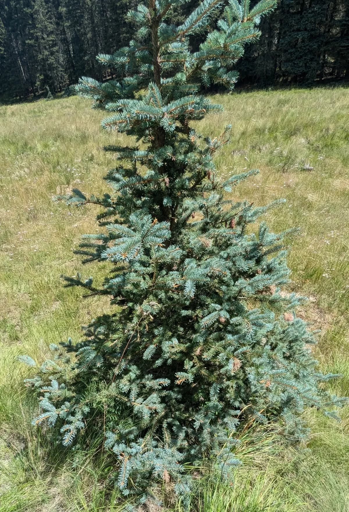Colorado blue spruce (Picea pungens)
