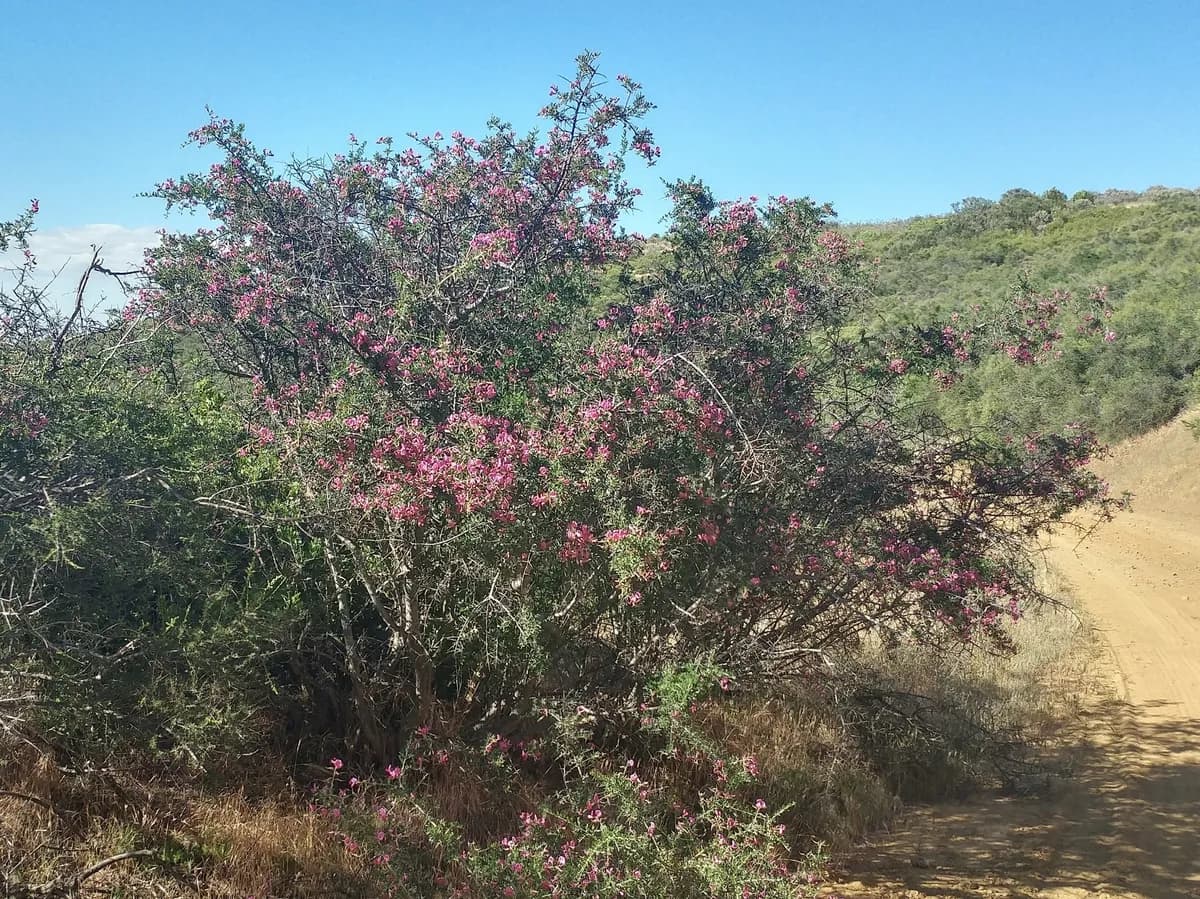 Chaparral pea (Pickeringia montana)