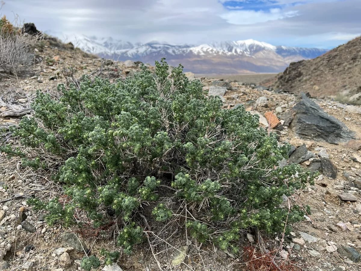 Bud Sagebrush (Picrothamnus desertorum)