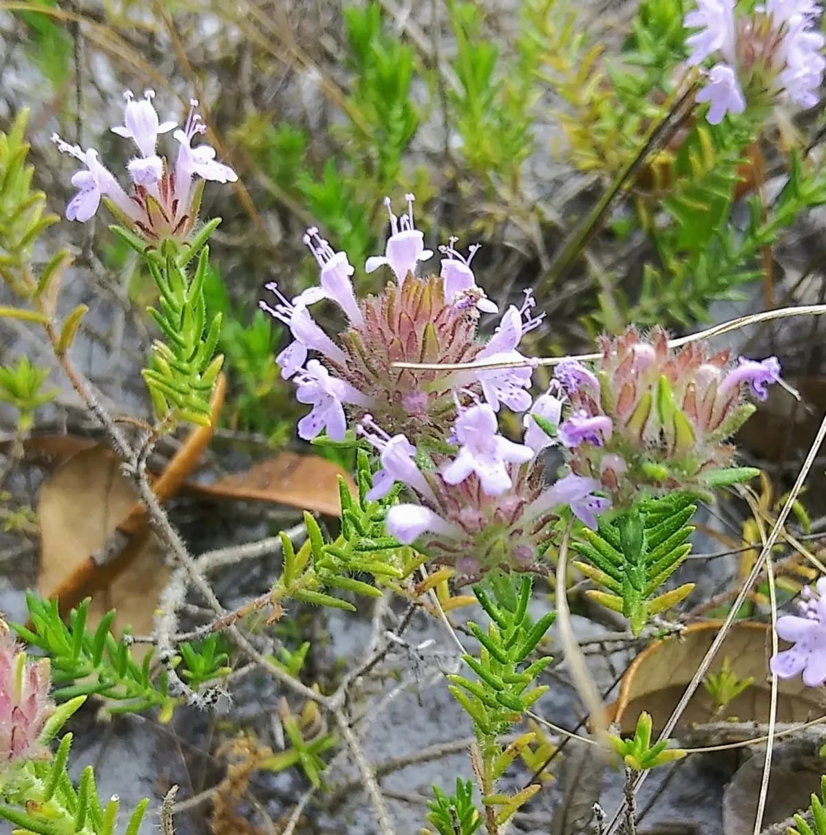 Florida pennyroyal (Piloblephis rigida)