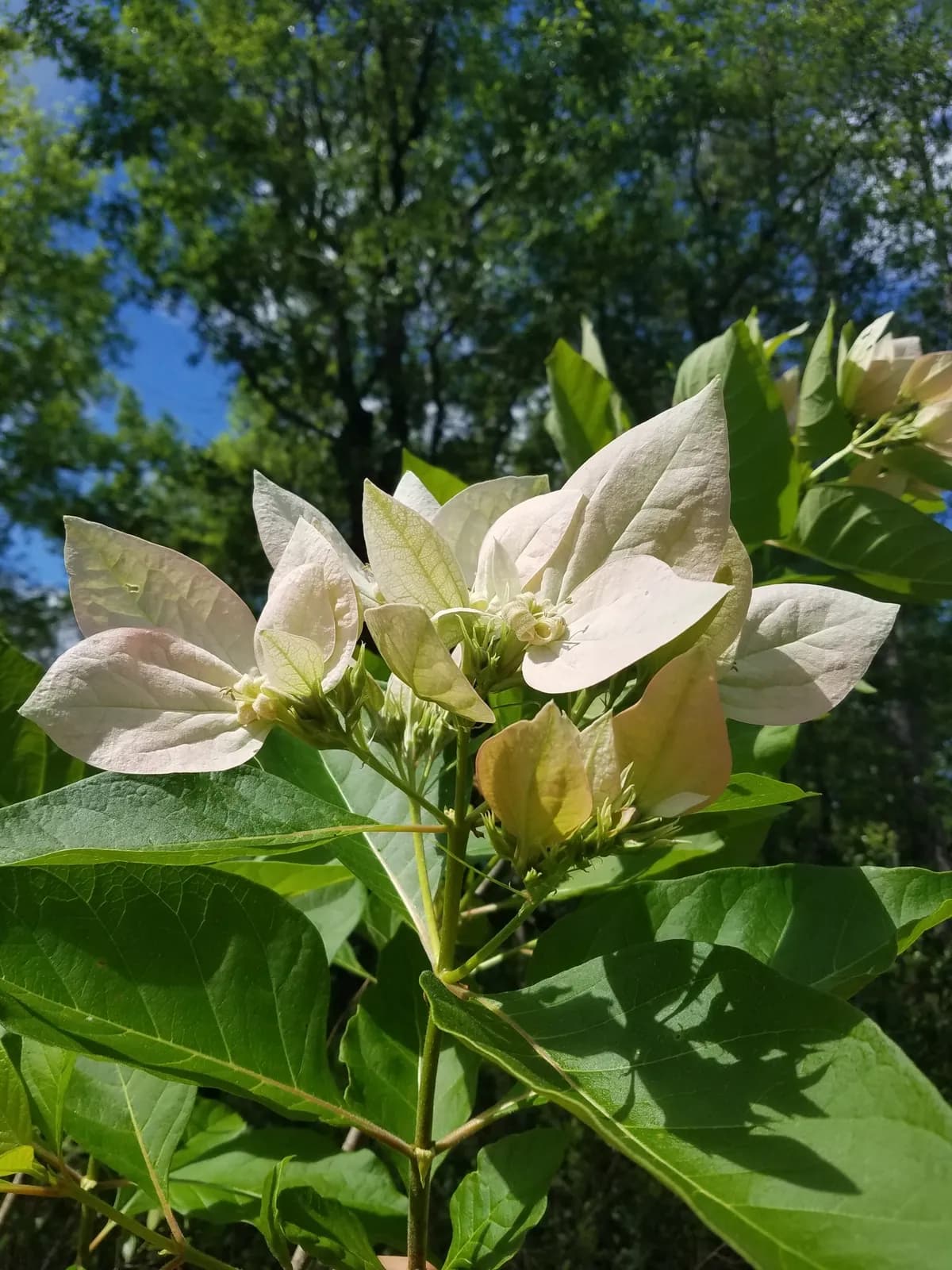 Fevertree (Pinckneya bracteata)