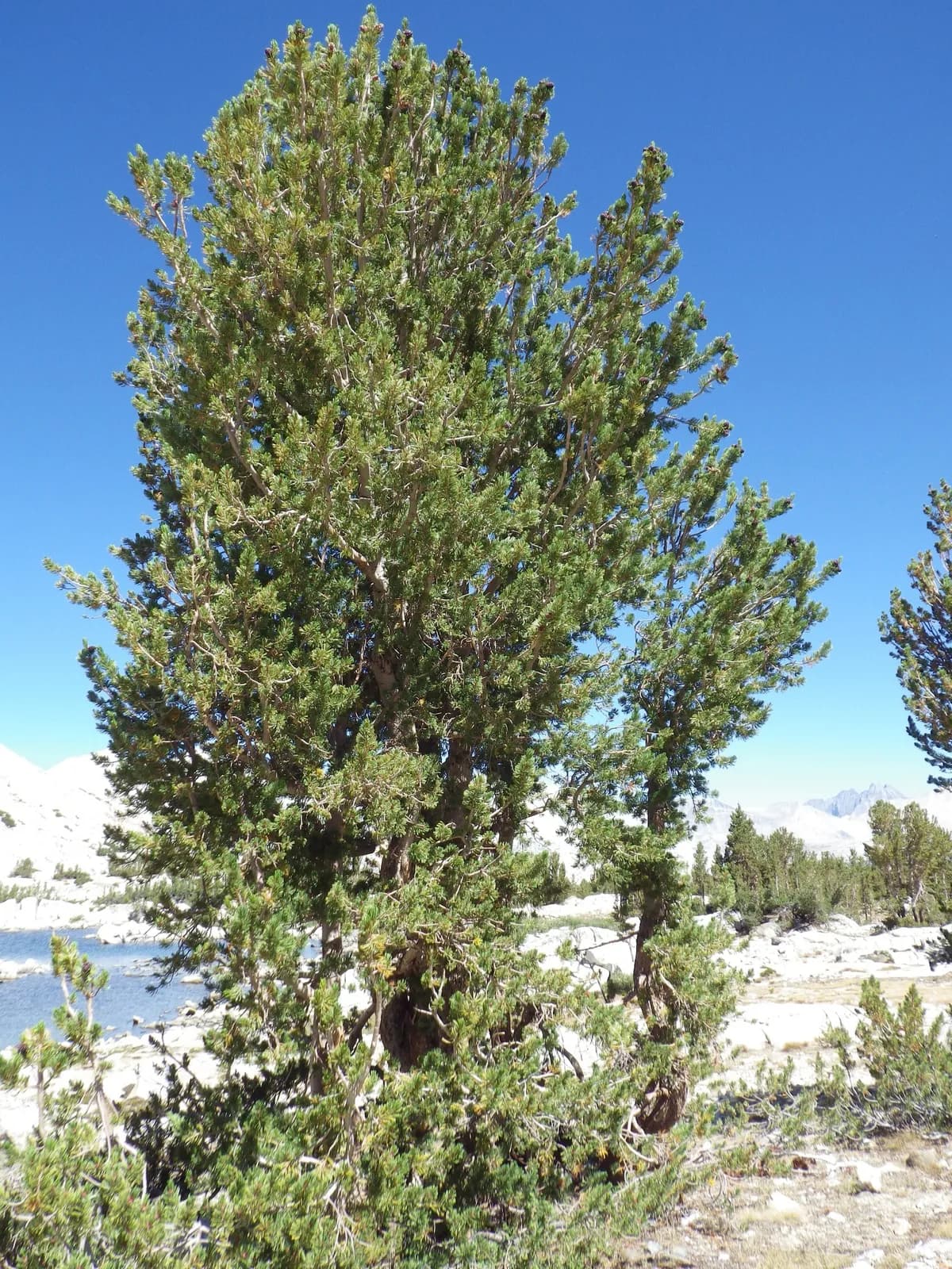 Alpine Whitebark Pine (Pinus albicaulis)