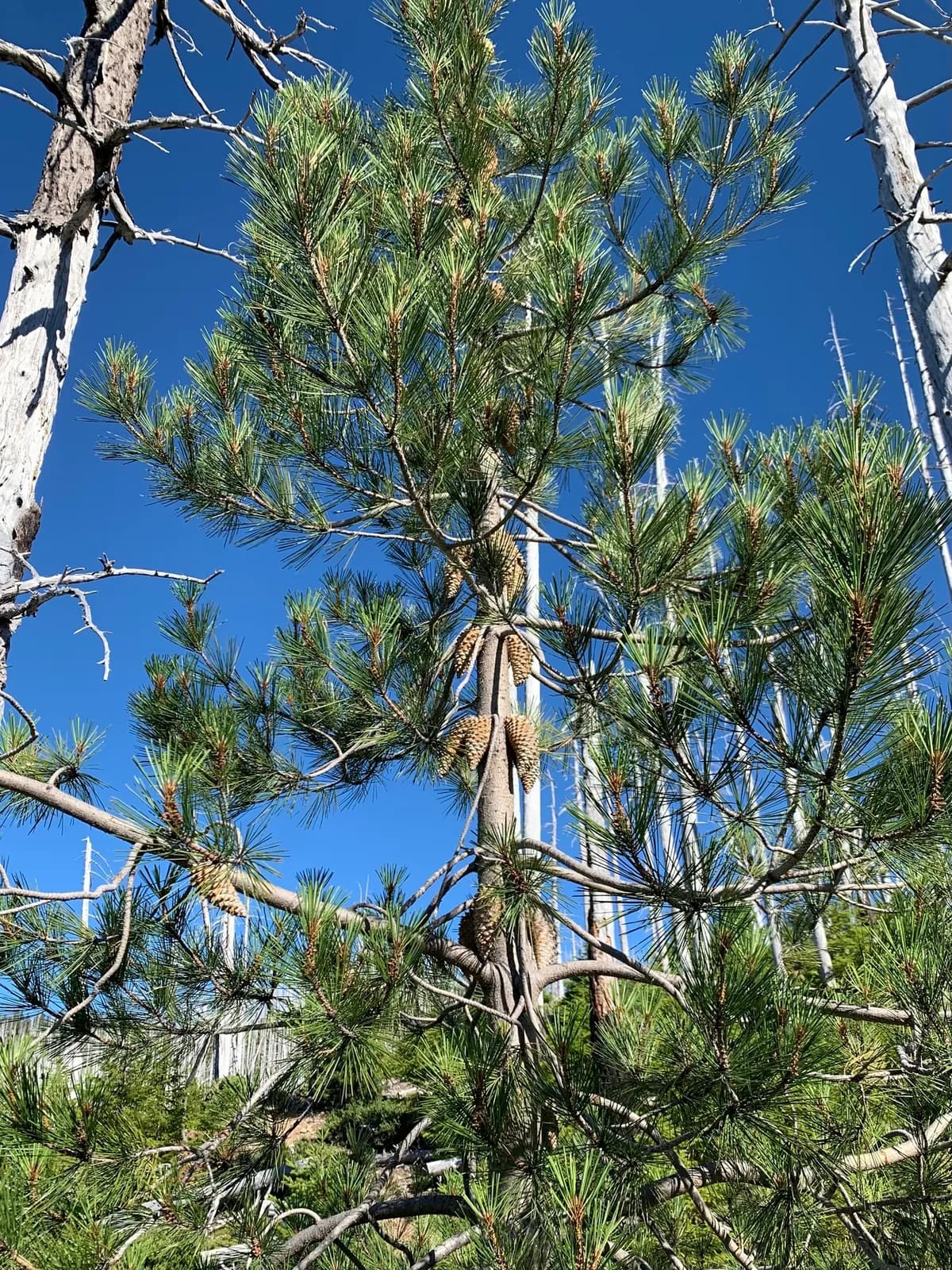 Knobcone pine (Pinus attenuata)