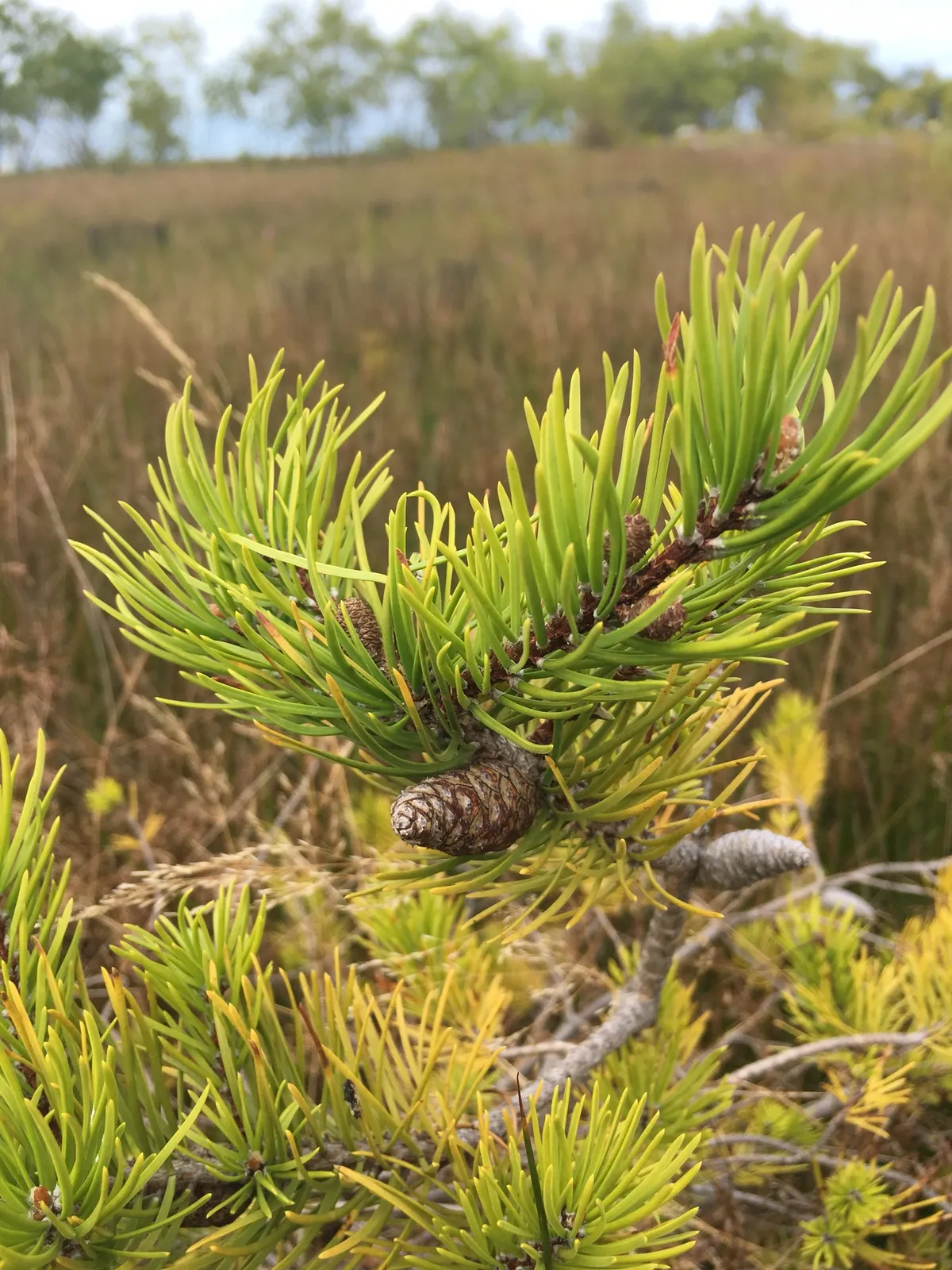 Jack Pine (Pinus banksiana)