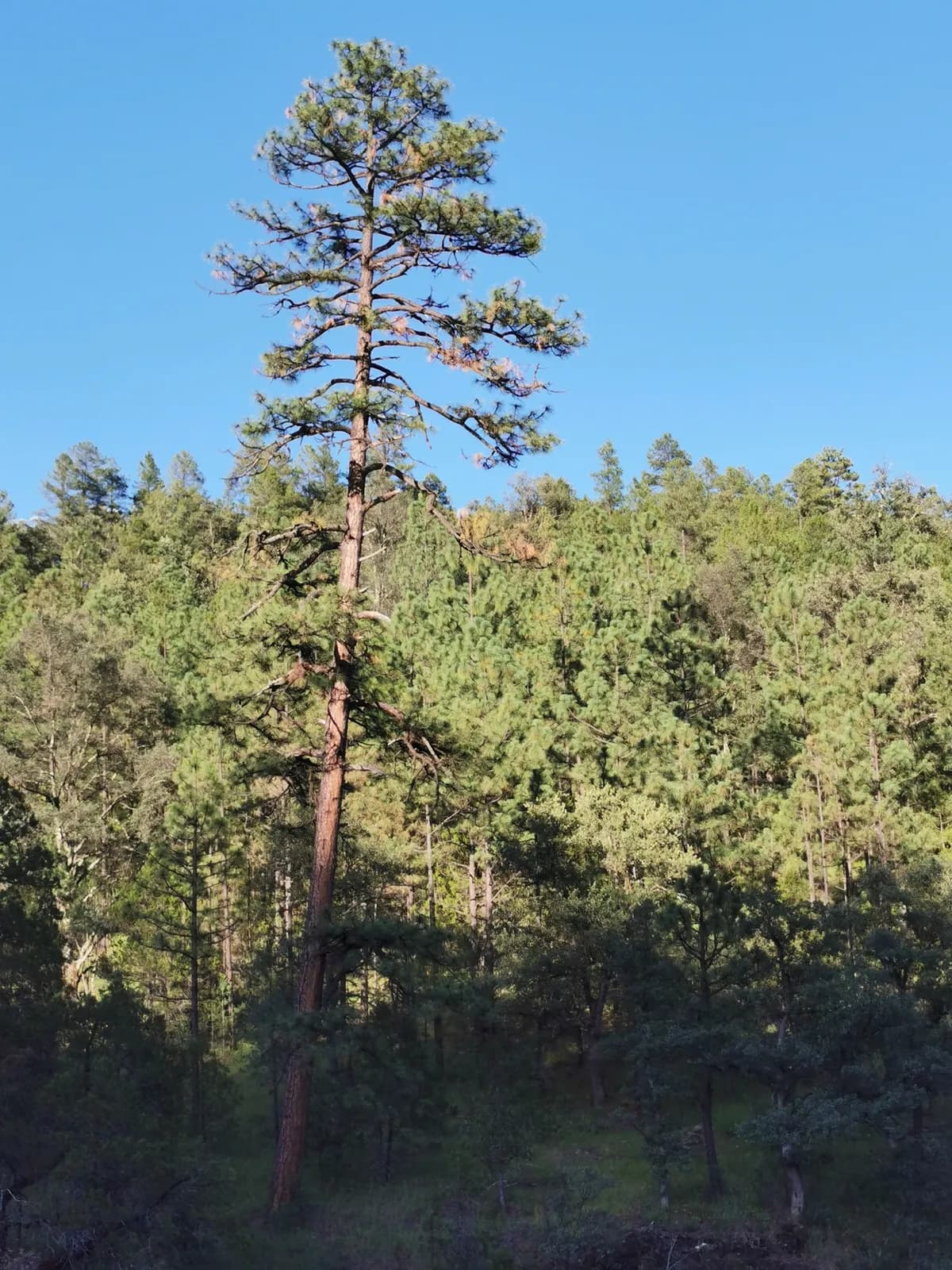 Southwestern White Pine (Pinus brachyptera)
