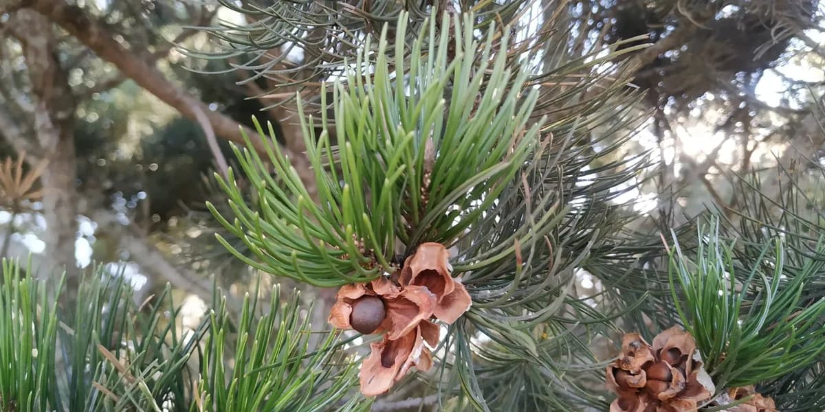 Pinyon Pine (Pinus cembroides)