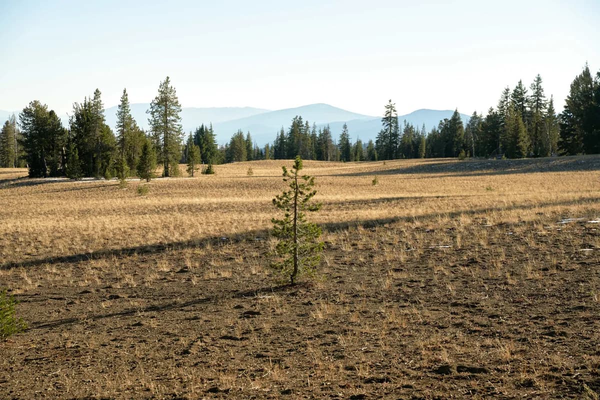 Lodgepole Pine (Pinus contorta)
