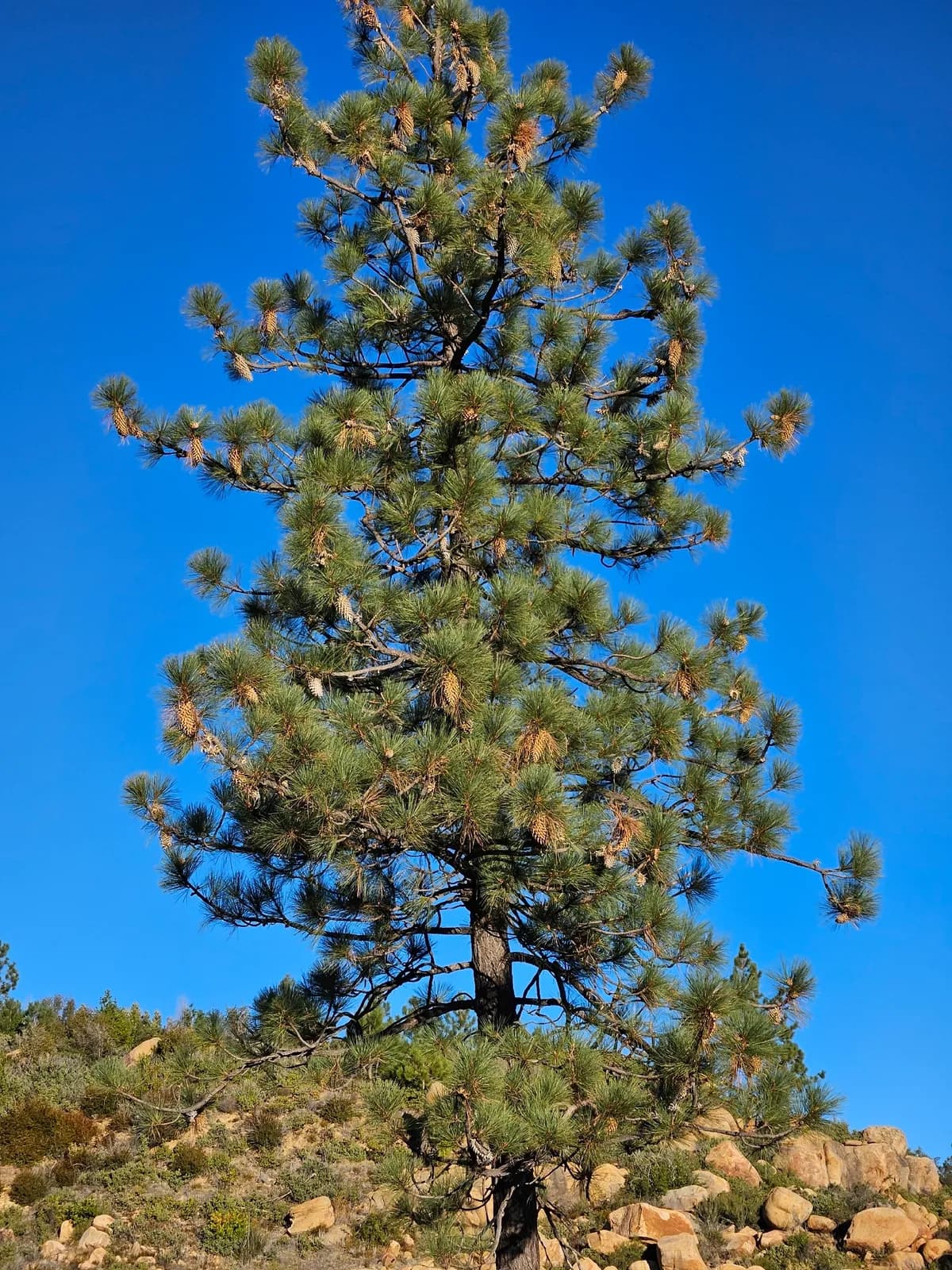 Bigcone pine (Pinus coulteri)