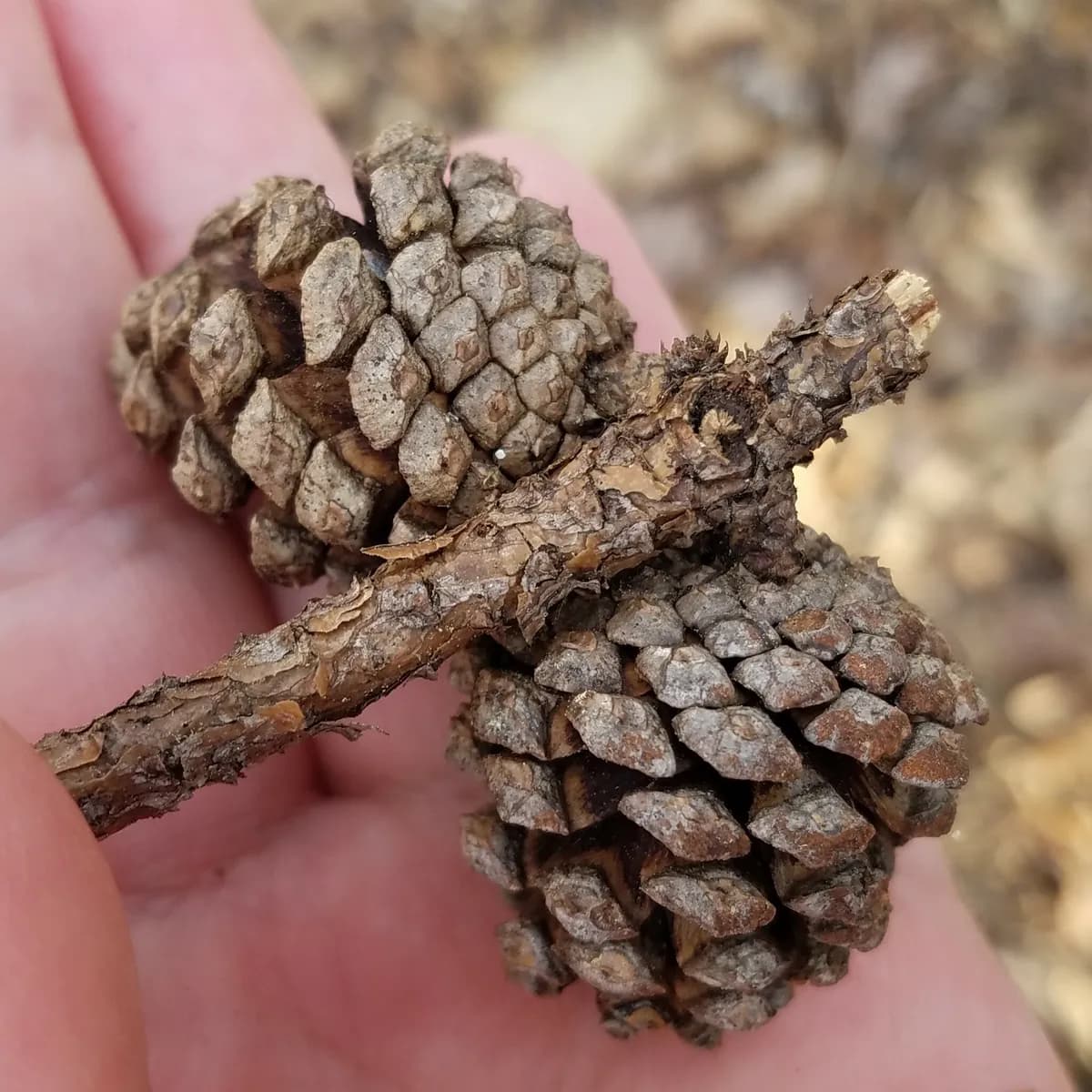 Arkansas Pine (Pinus echinata)