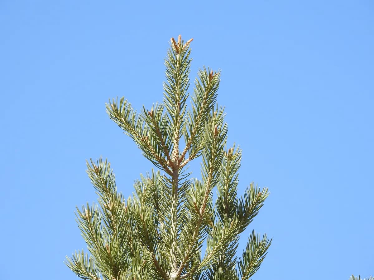 Pinyon Pine (Pinus edulis)