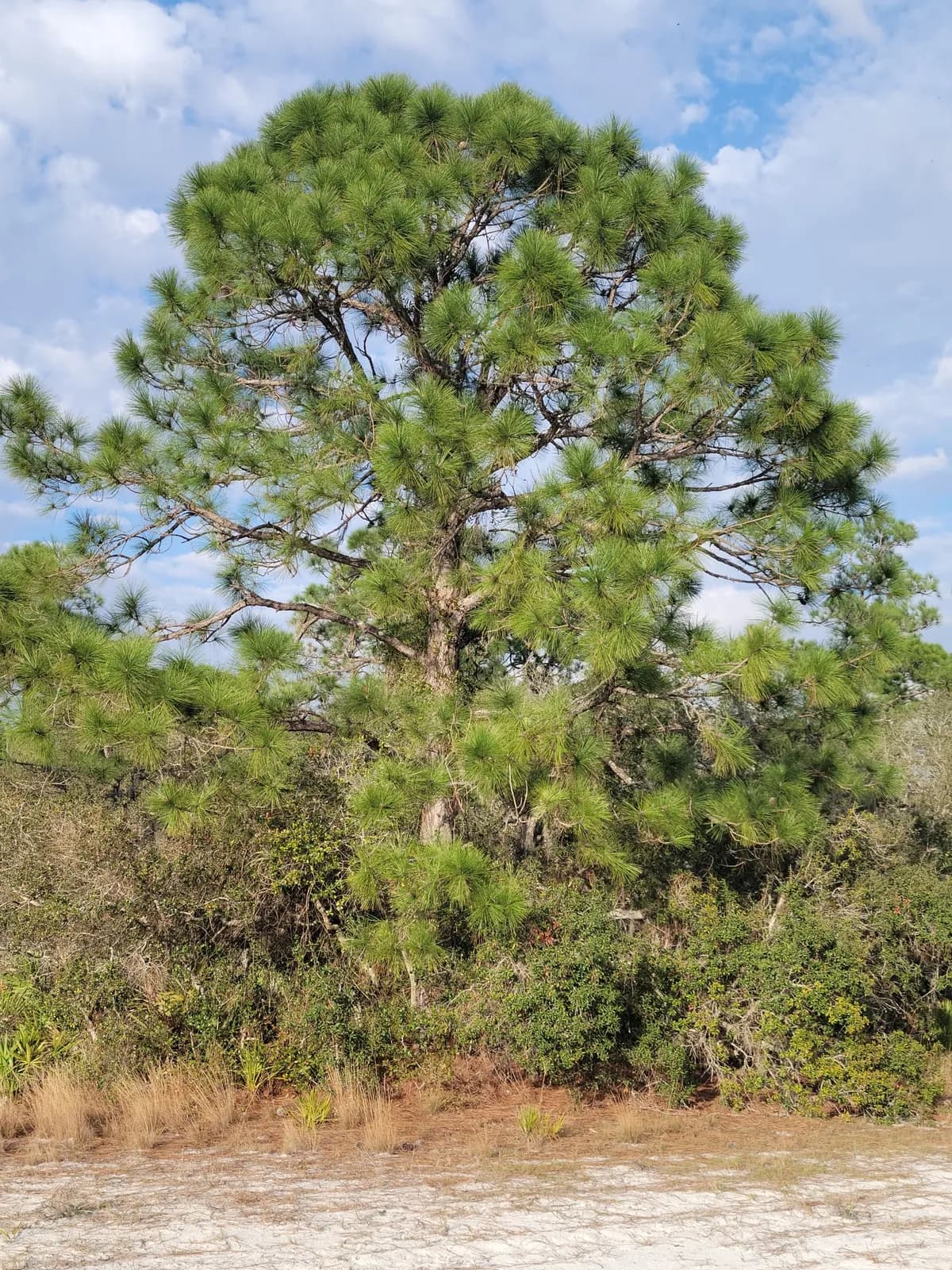 Longleaf pitch pine (Pinus elliottii)