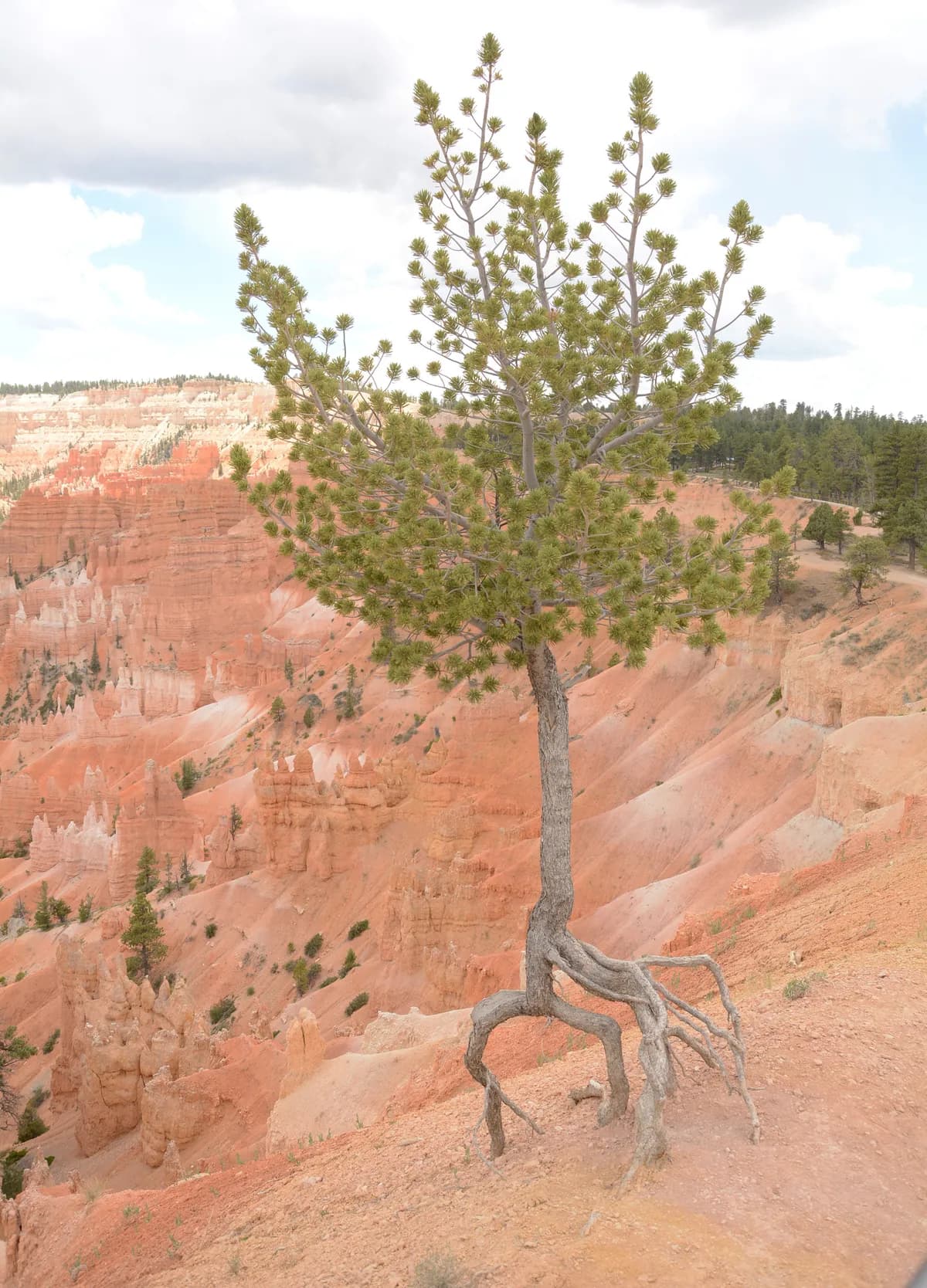 Limber pine (Pinus flexilis)
