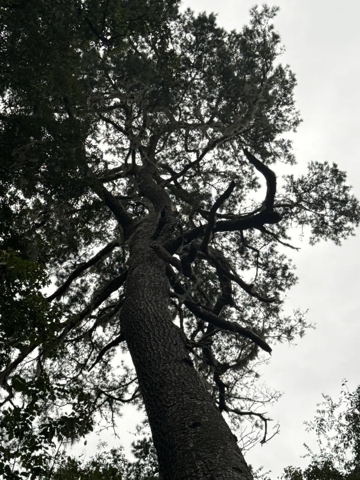 Spruce Pine (Pinus glabra)