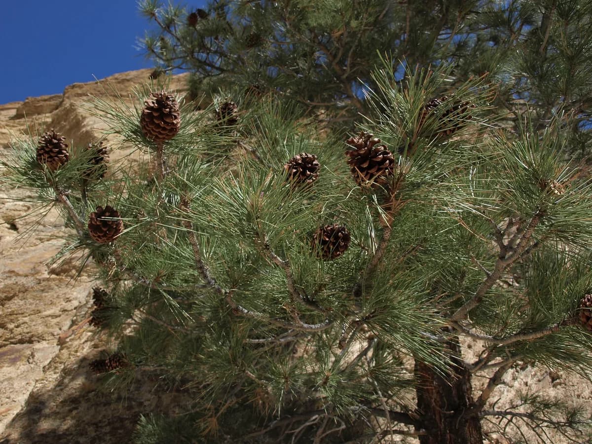 Jeffrey pine (Pinus jeffreyi)