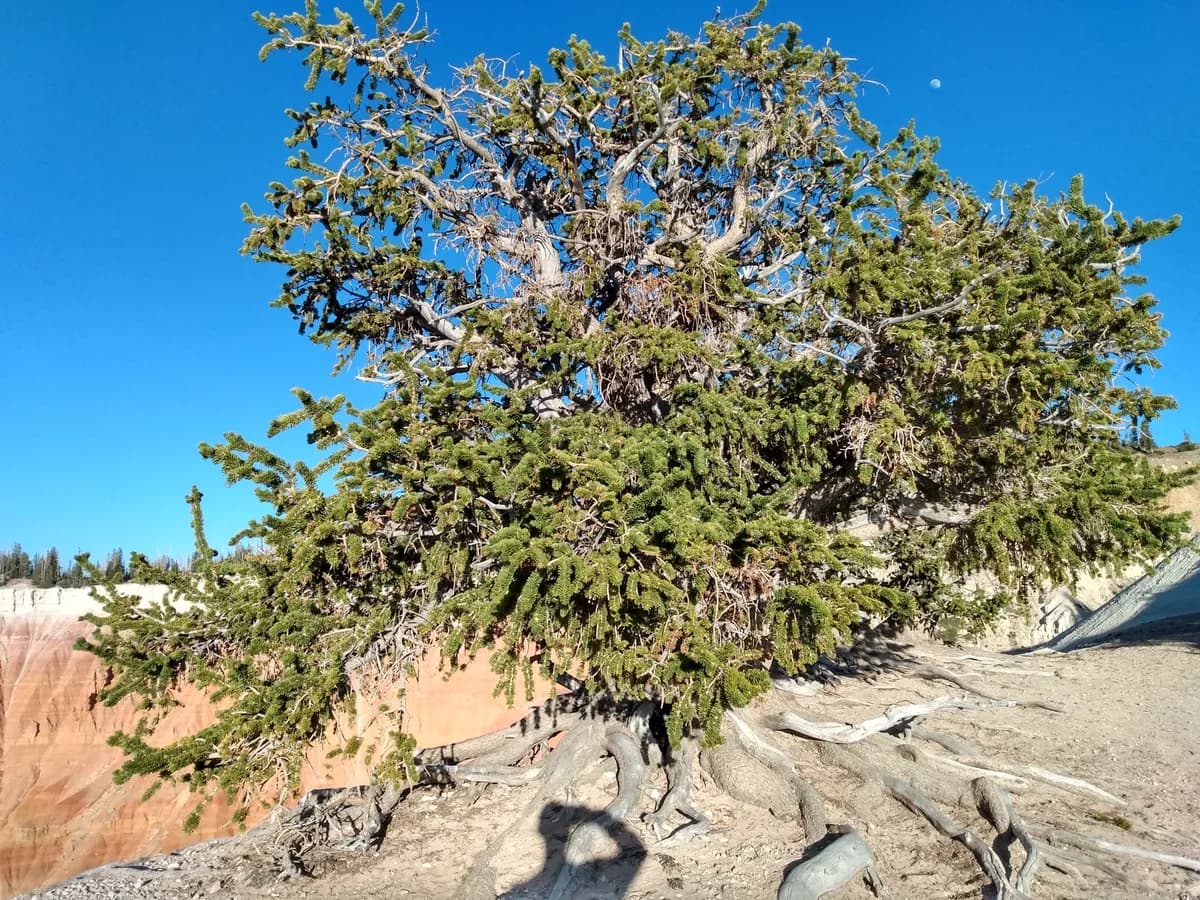 Great Basin Bristlecone Pine (Pinus longaeva)