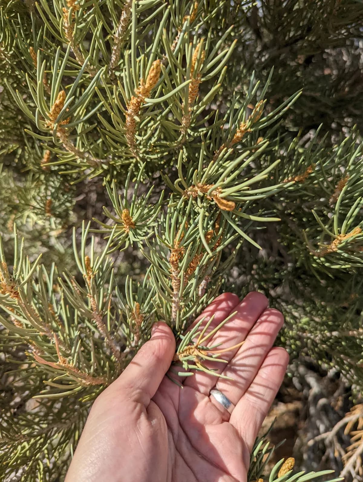Singleleaf Pinyon Pine (Pinus monophylla)